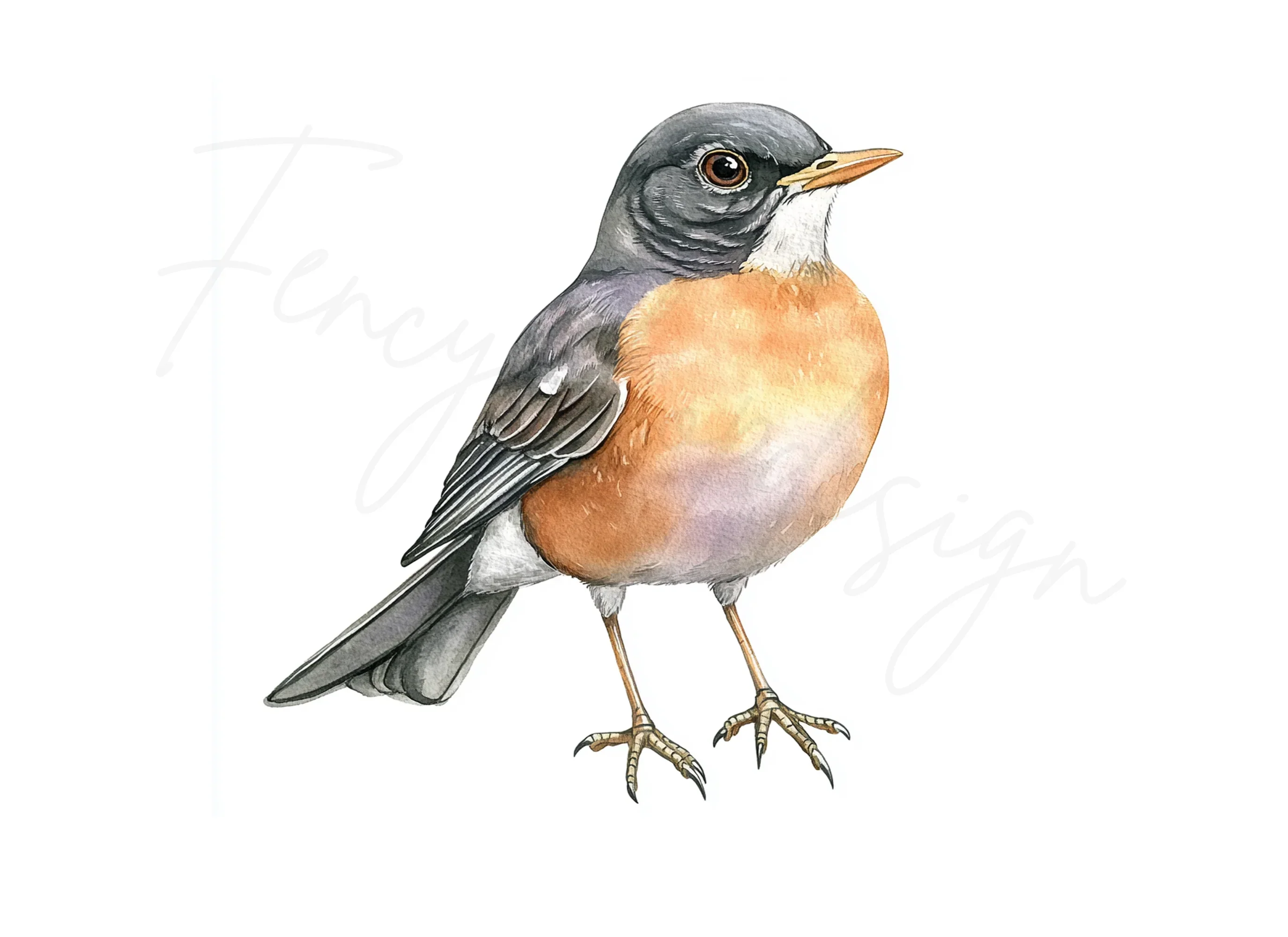 American Robin Bird Clipart Bundle - Image 2