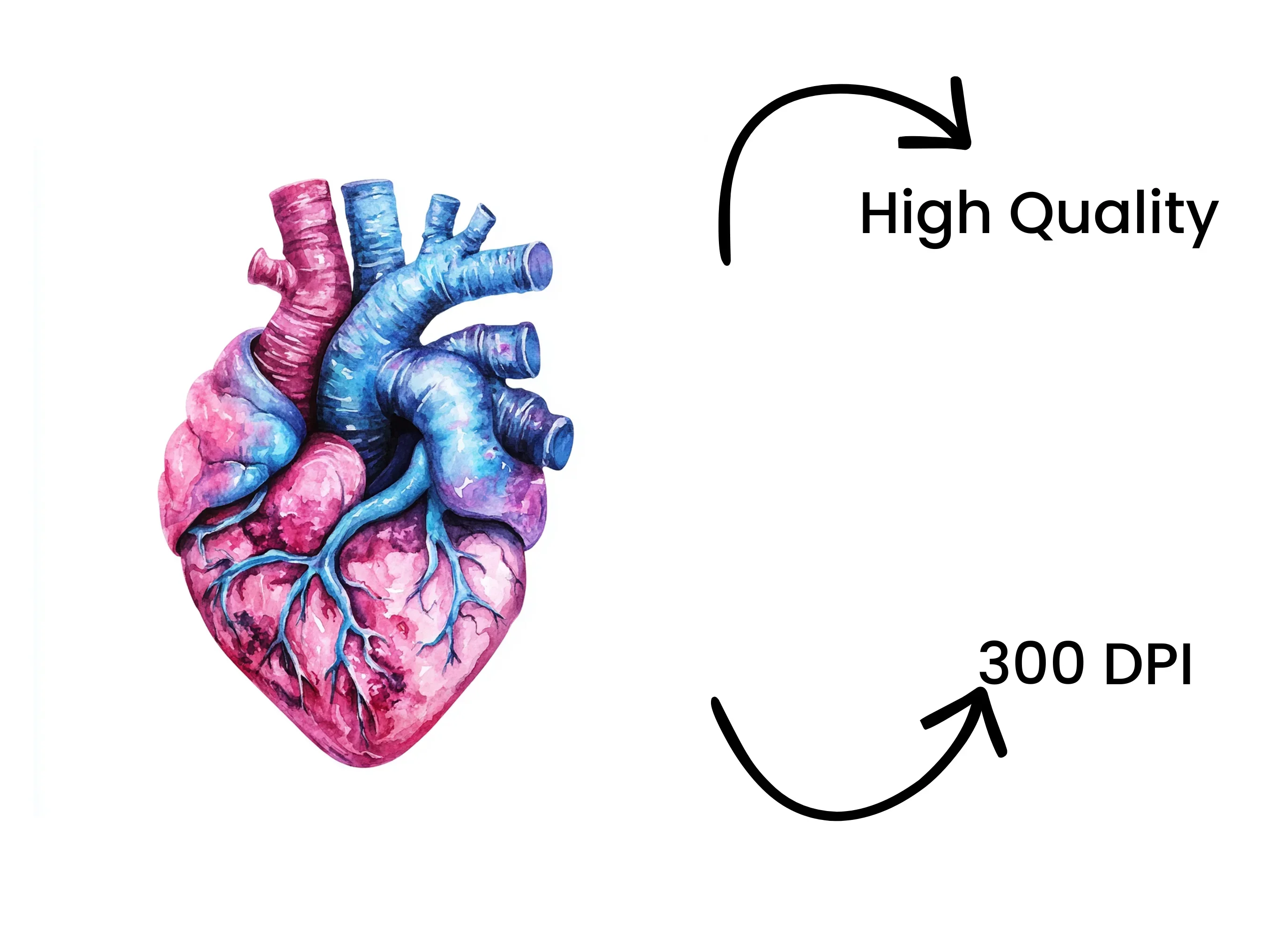 Anatomical Hearts Clipart Bundle - Image 4