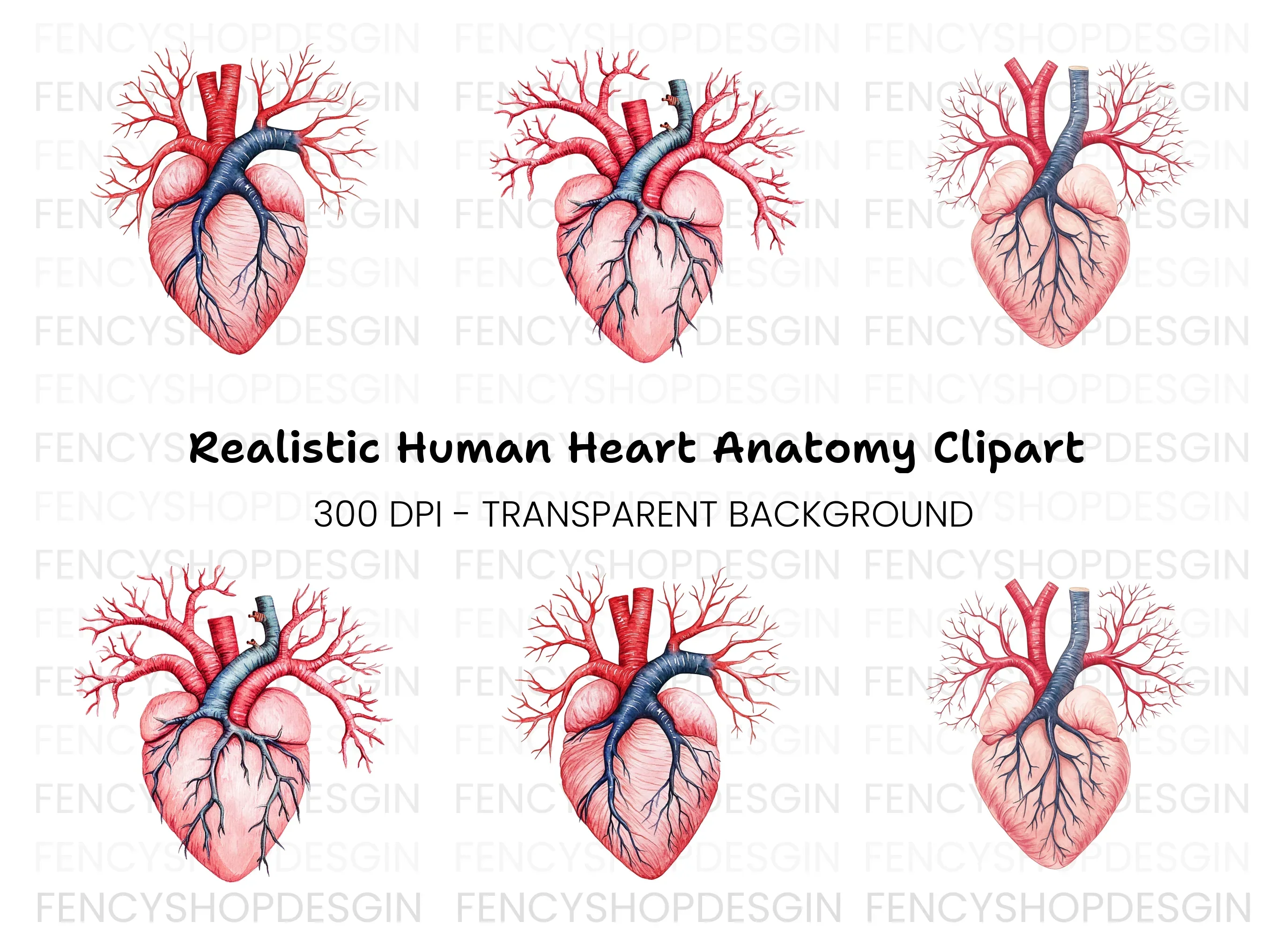 Anatomical Human Heart Clipart Bundle