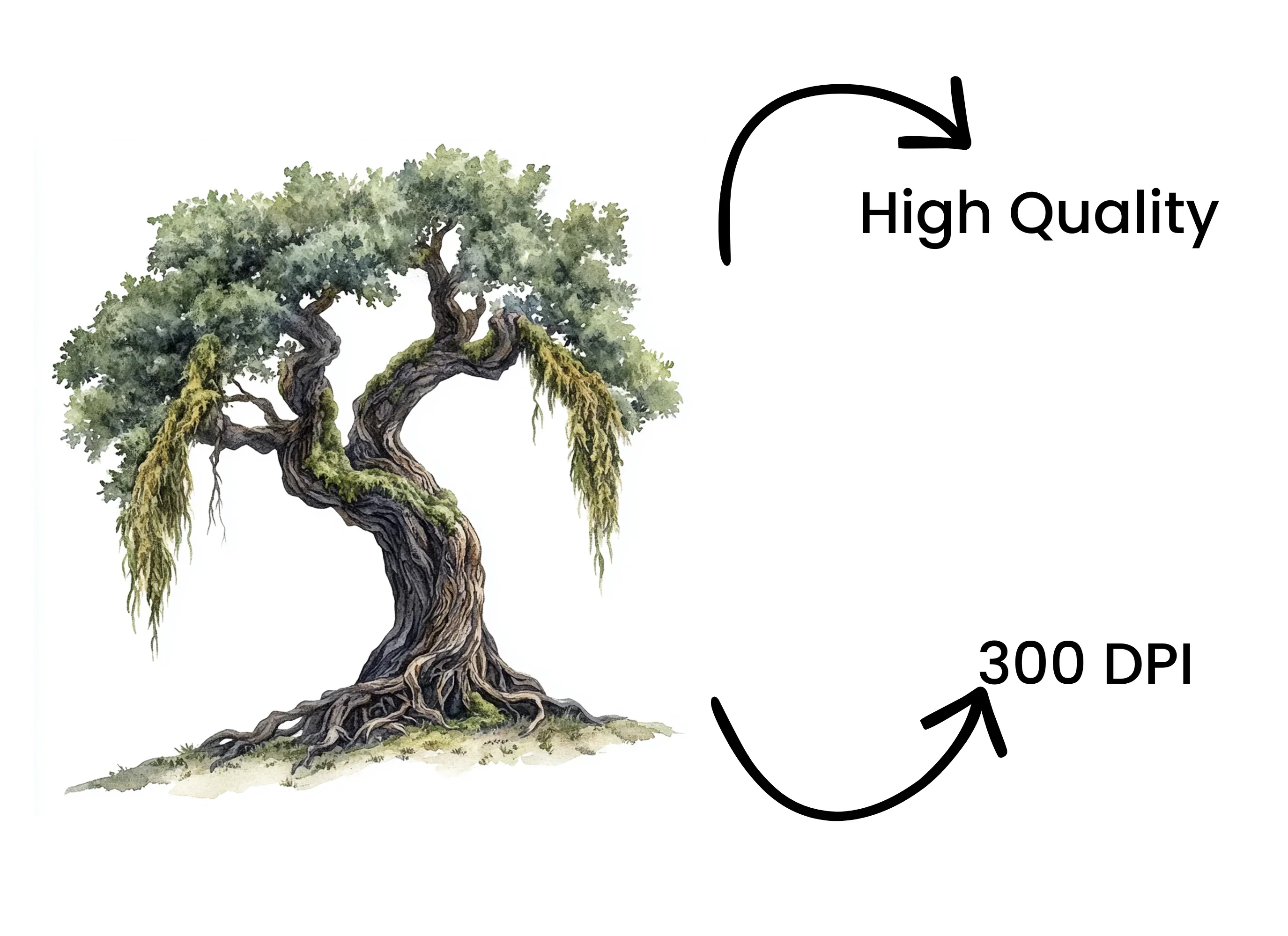 Ancient Oak Tree Clipart Bundle - Image 4