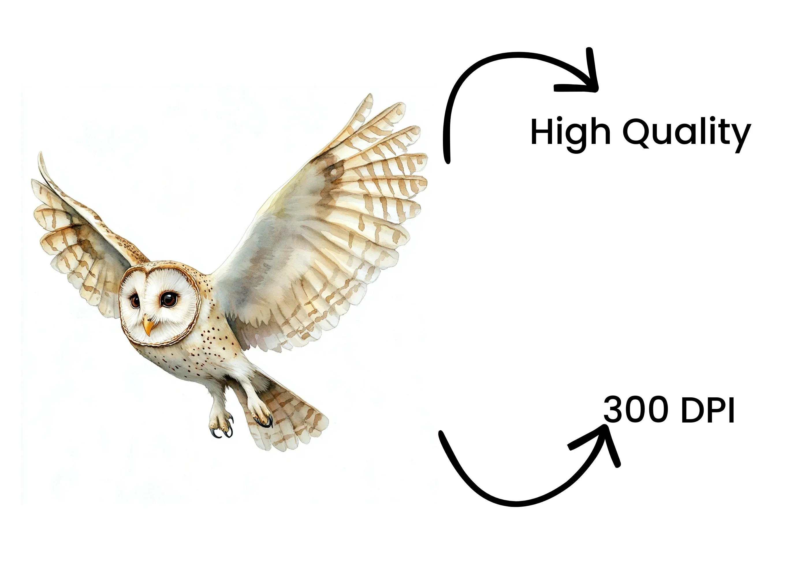 Barn Owl Flying Clipart Bundle - Image 4
