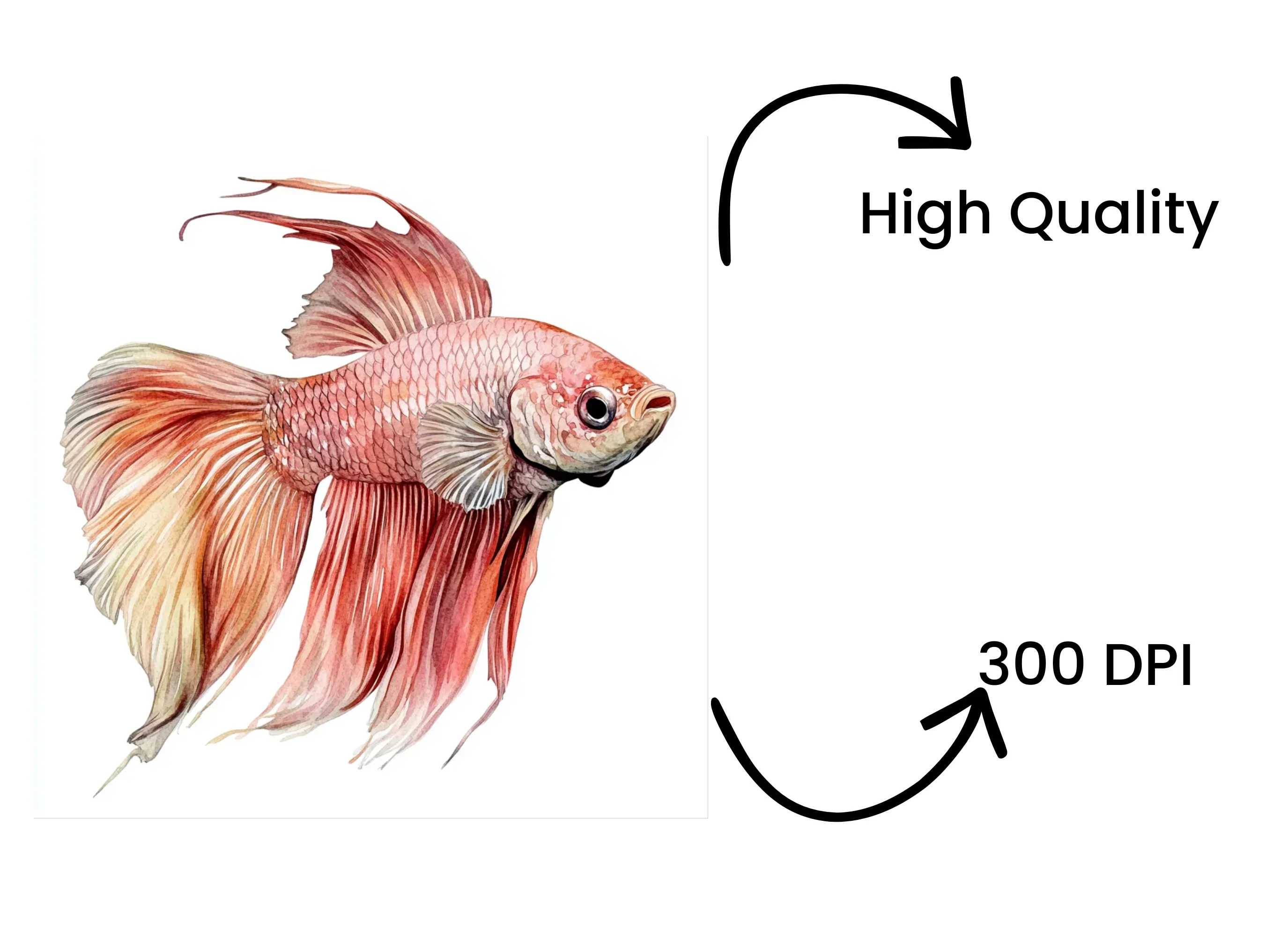 Betta Fish Clipart Bundle - Image 4