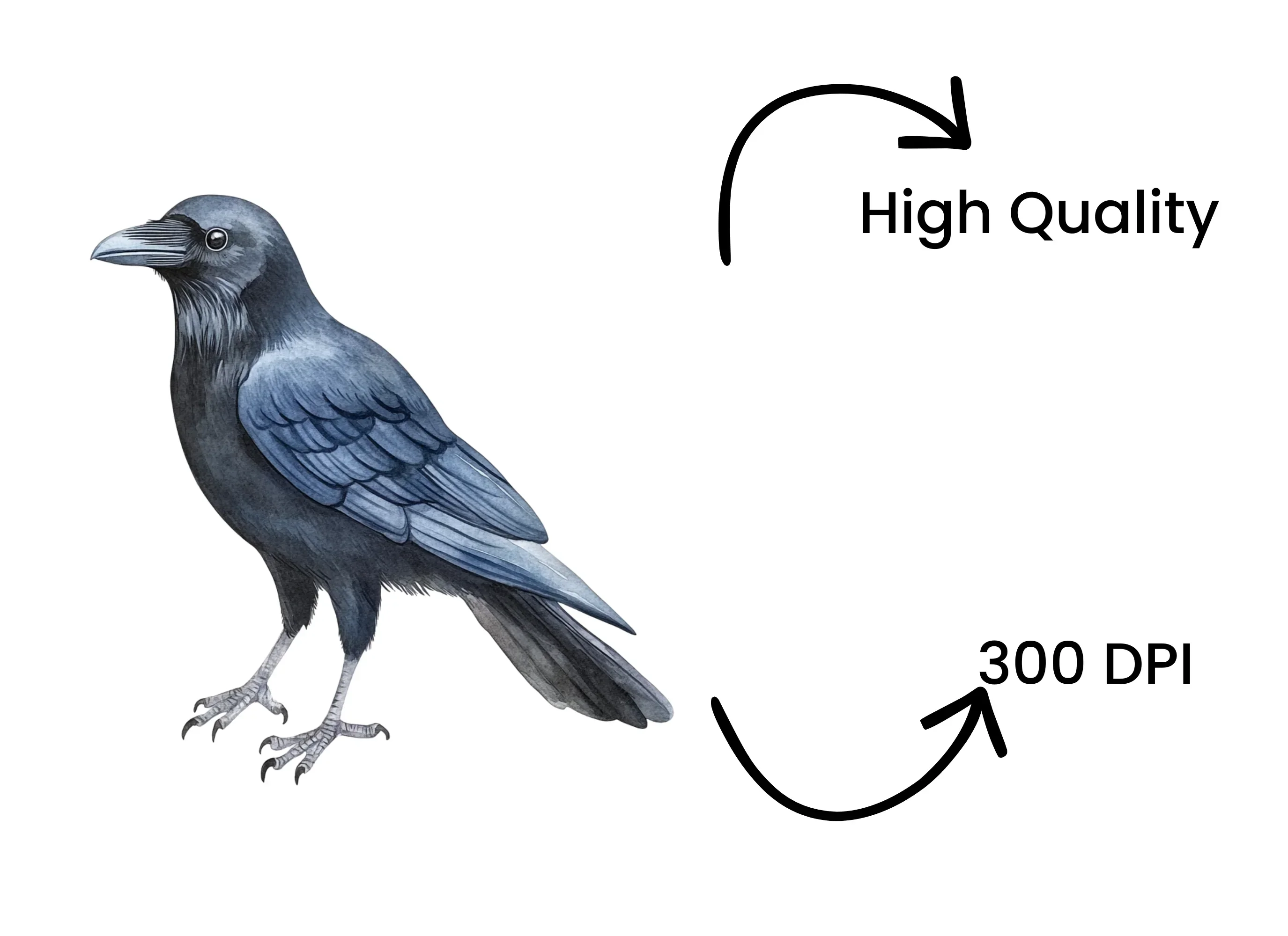 Black Crow Bird Clipart Bundle - Image 4