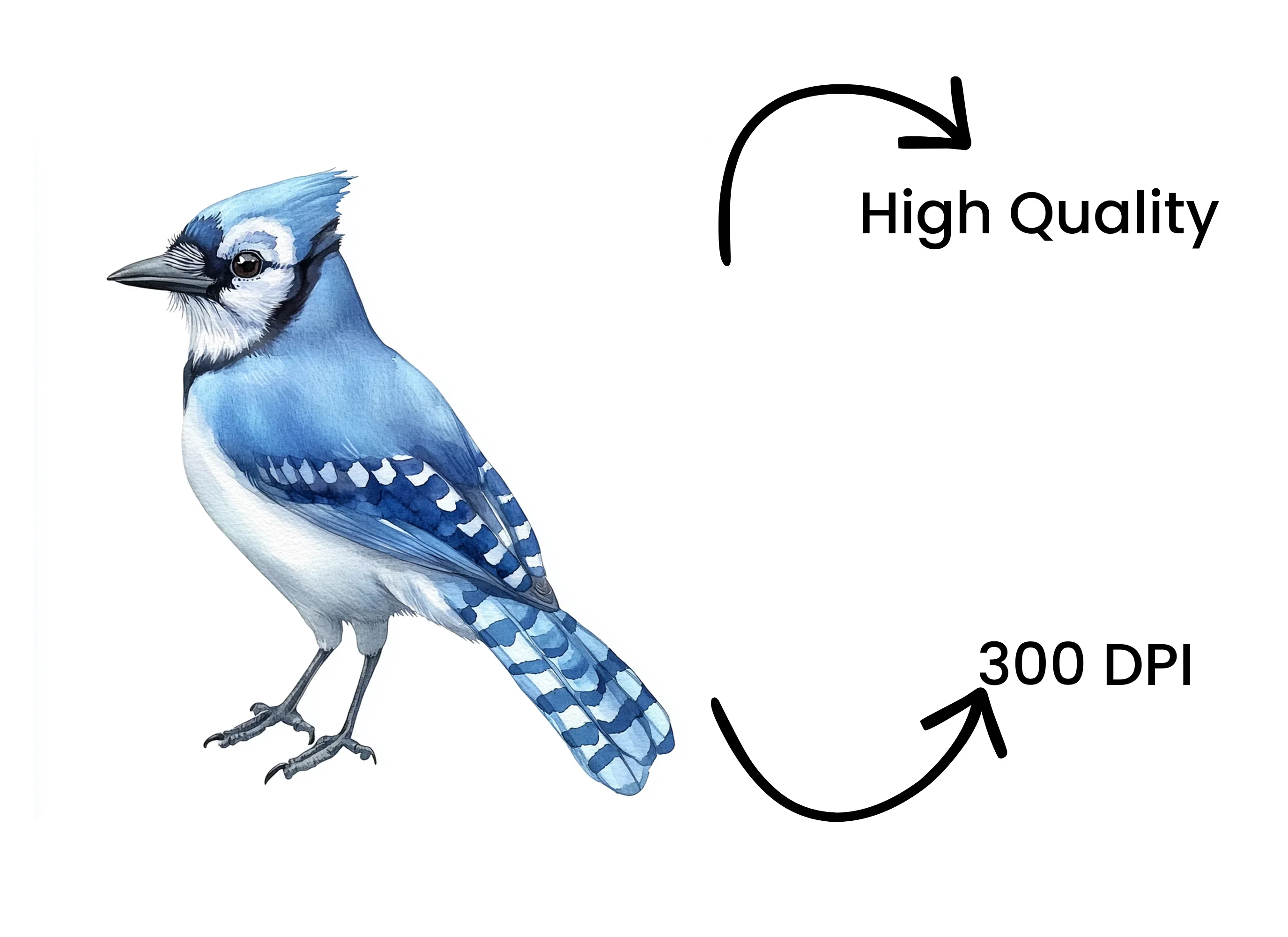 Blue Jay Bird Clipart Bundle - Image 4