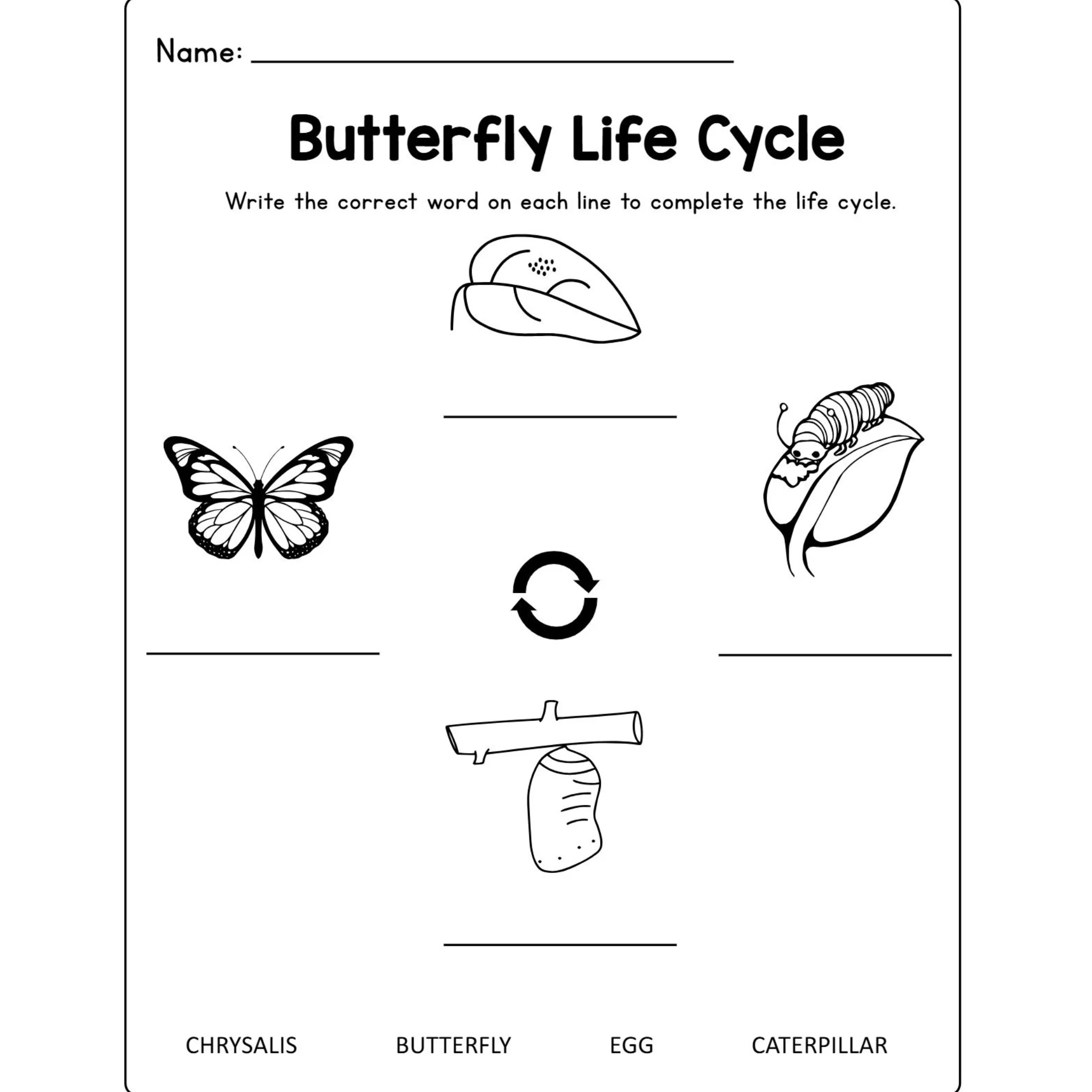 Butterfly Life Cycle Craft Research Activities - Image 3