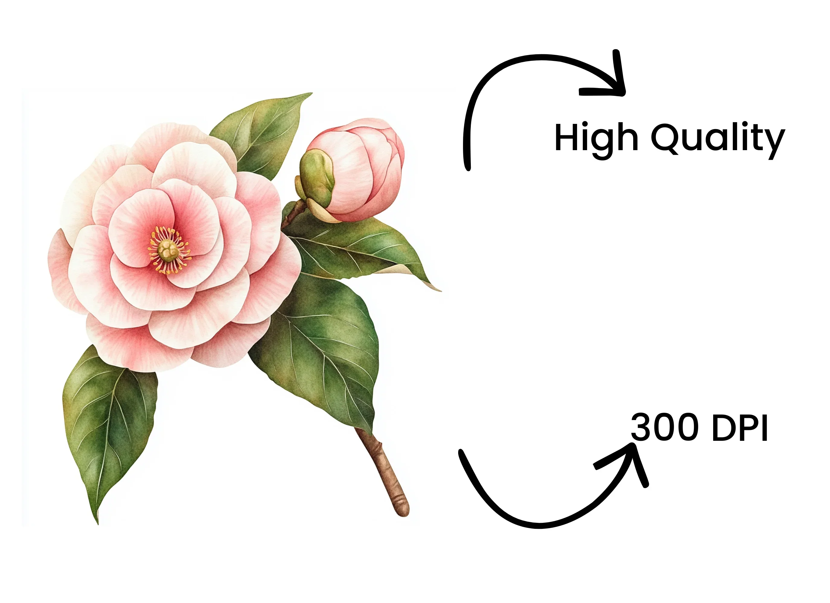 Camellia Blossom and Bud Clipart Bundle - Image 4