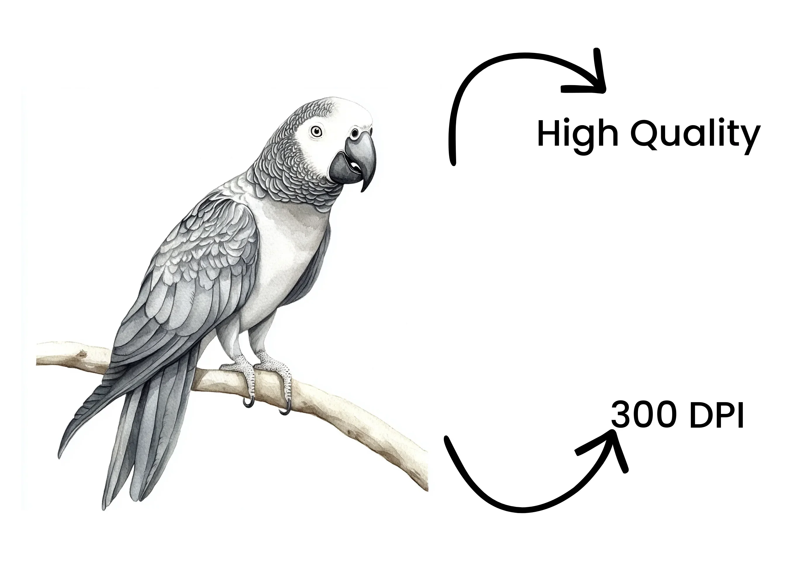 Cute African Grey Parrot Clipart Bundle - Image 4