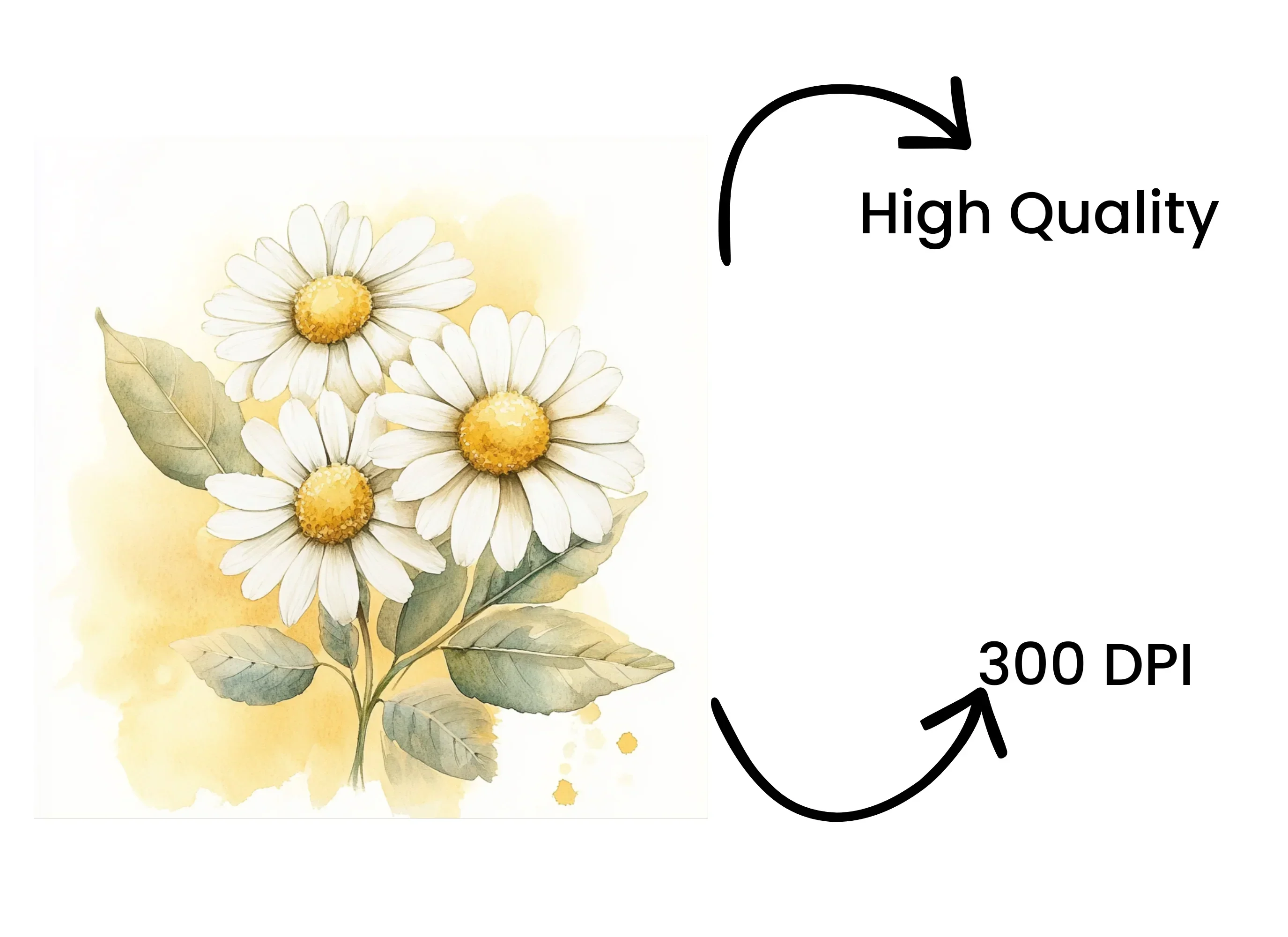 Daisy Clipart Bundle - Image 4