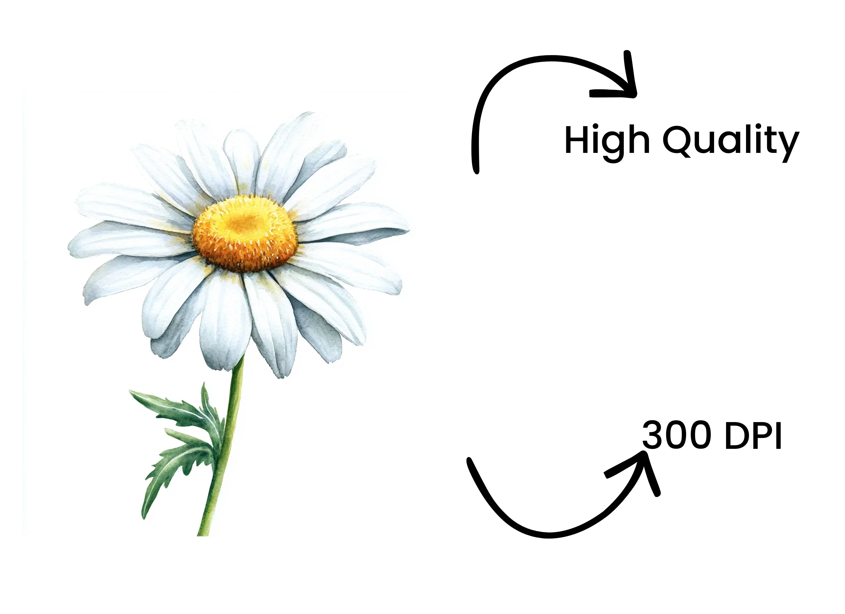 Daisy Flowers Clipart Bundle - Image 4
