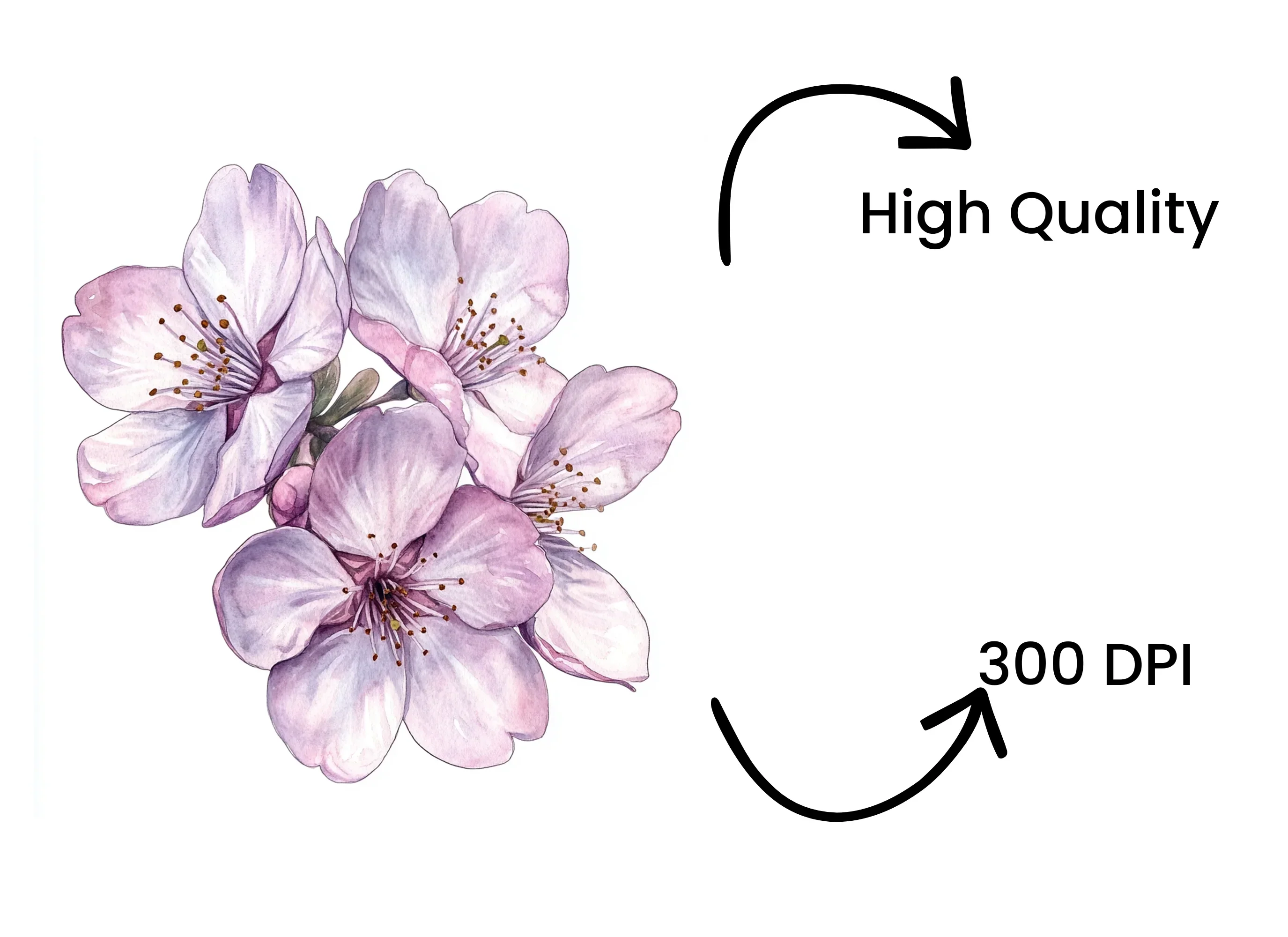 Delicate Cherry Blossom Clipart Bundle - Image 4