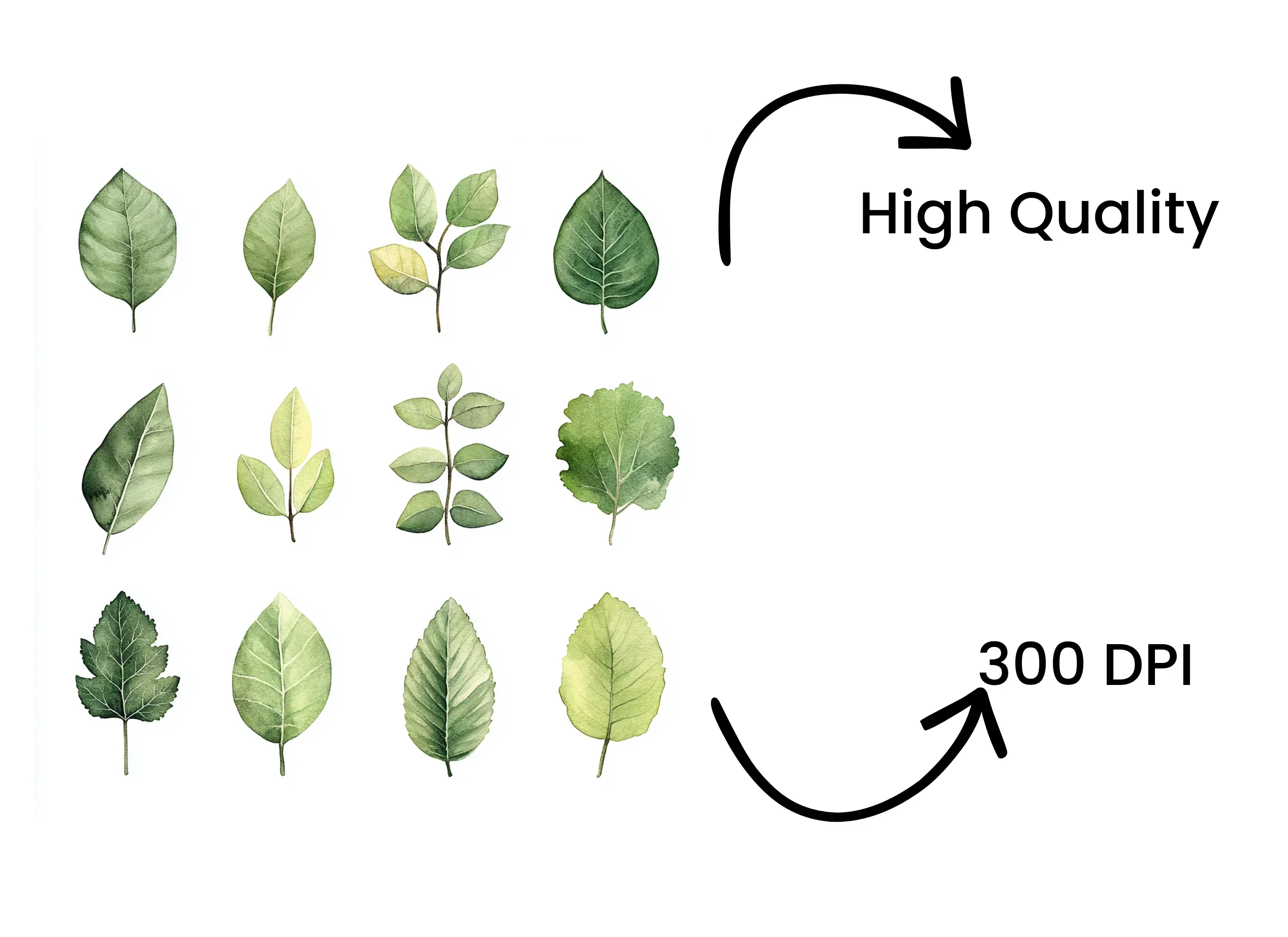 Diverse Green Leaves Clipart Bundle - Image 4