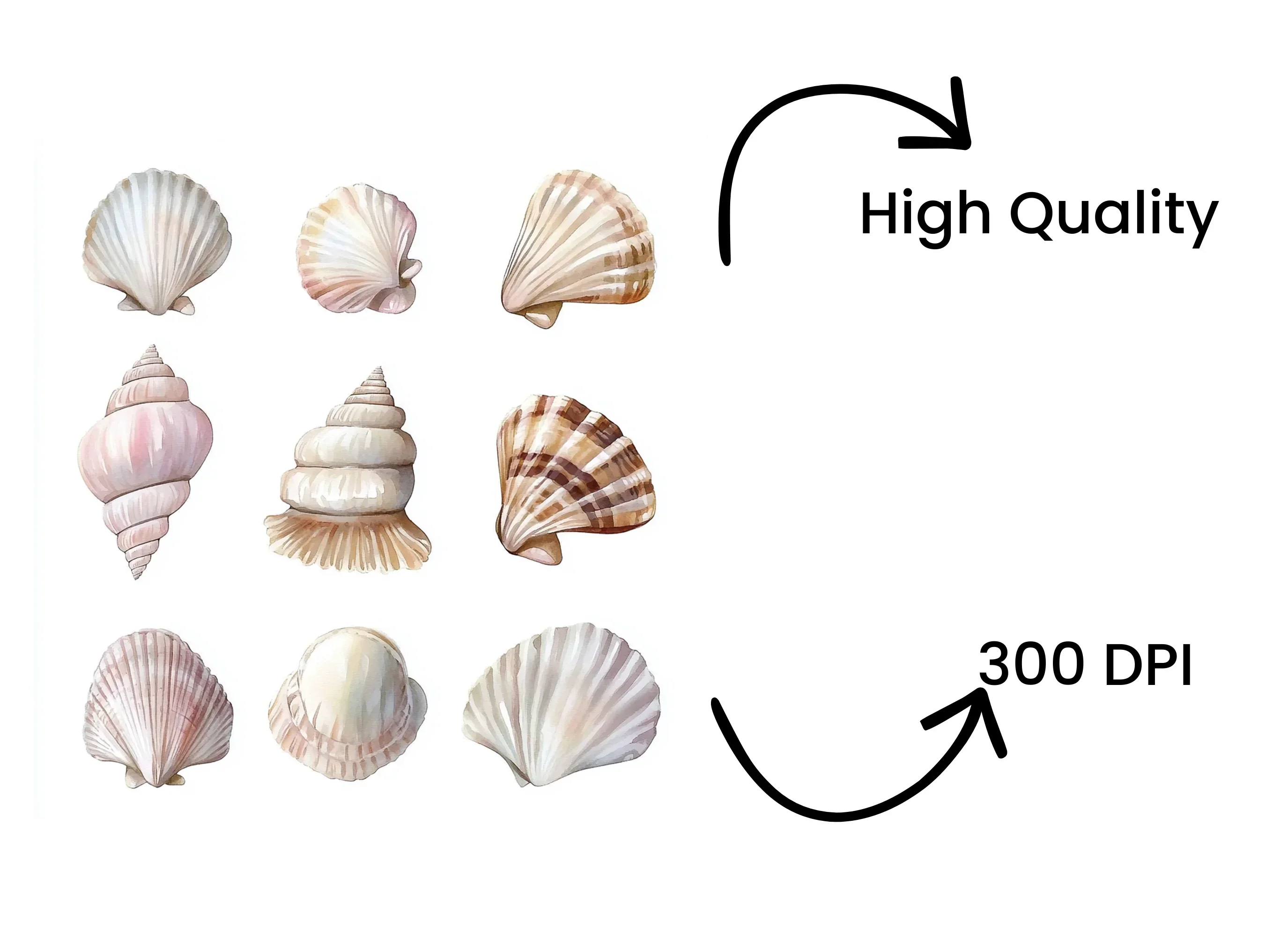 Diverse Seashell Clipart Bundle - Image 4