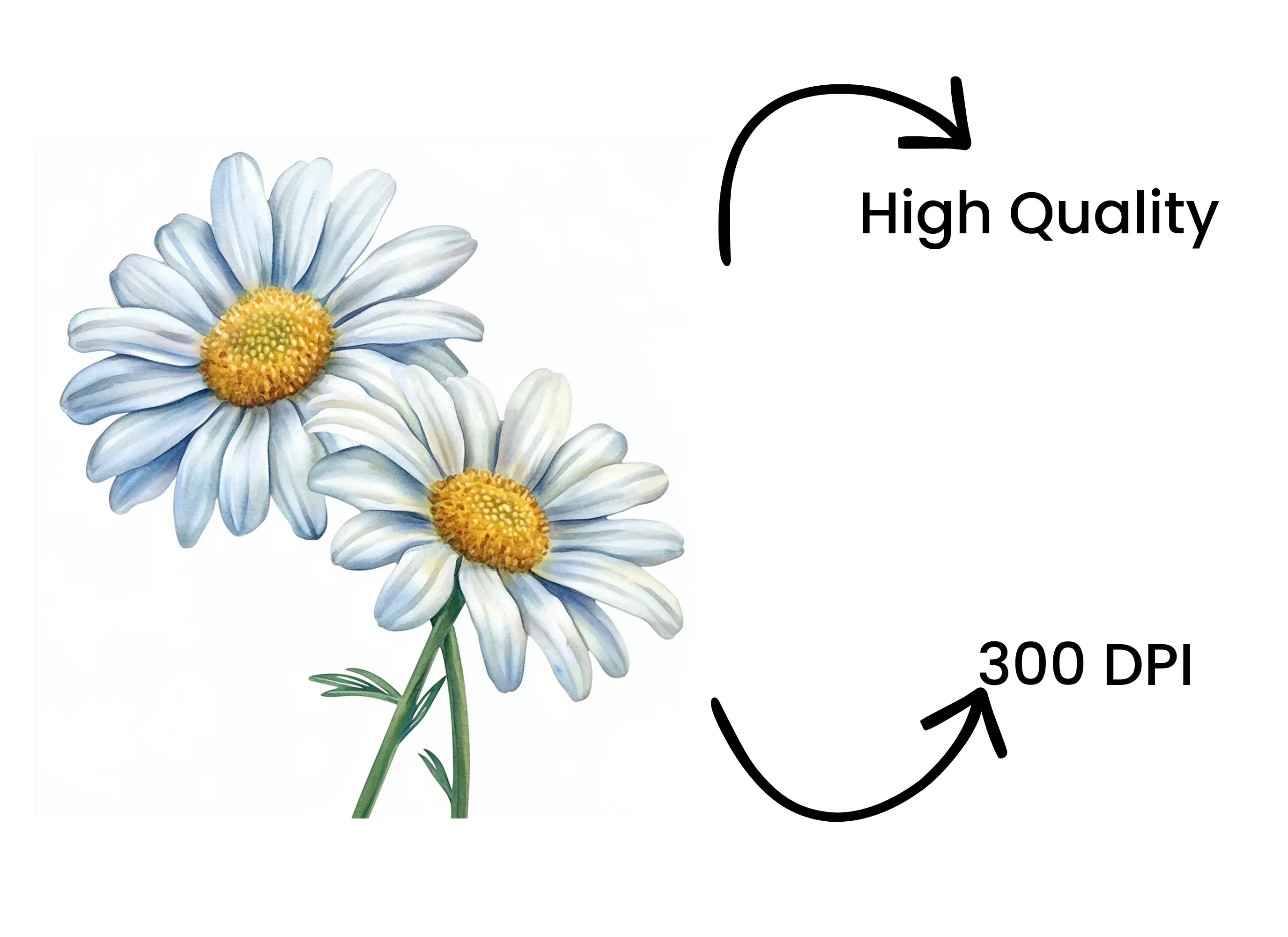 Elegant Daisy Flowers Clipart Bundle - Image 4