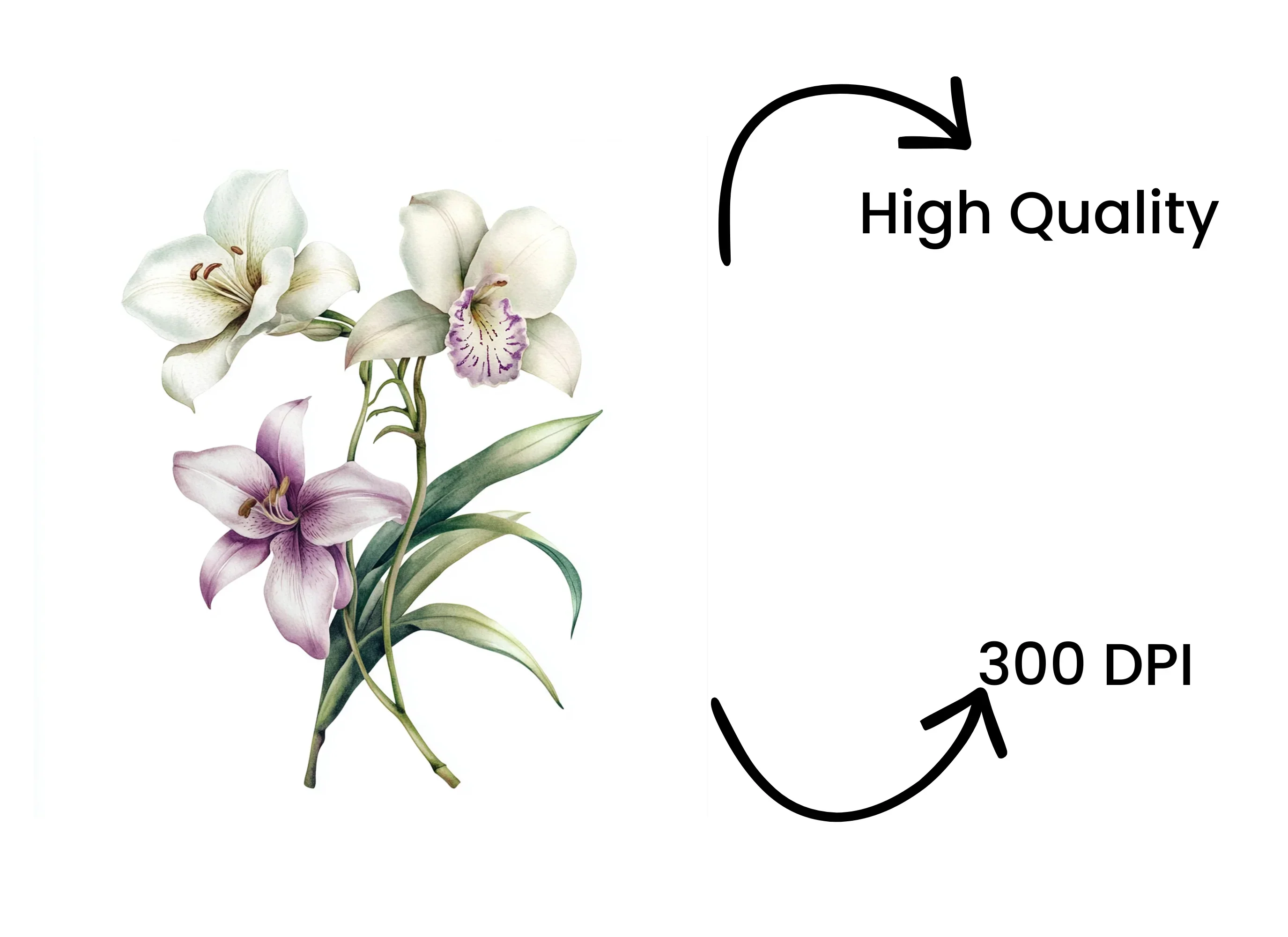 Elegant Lilies and Orchids Clipart Bundle - Image 4