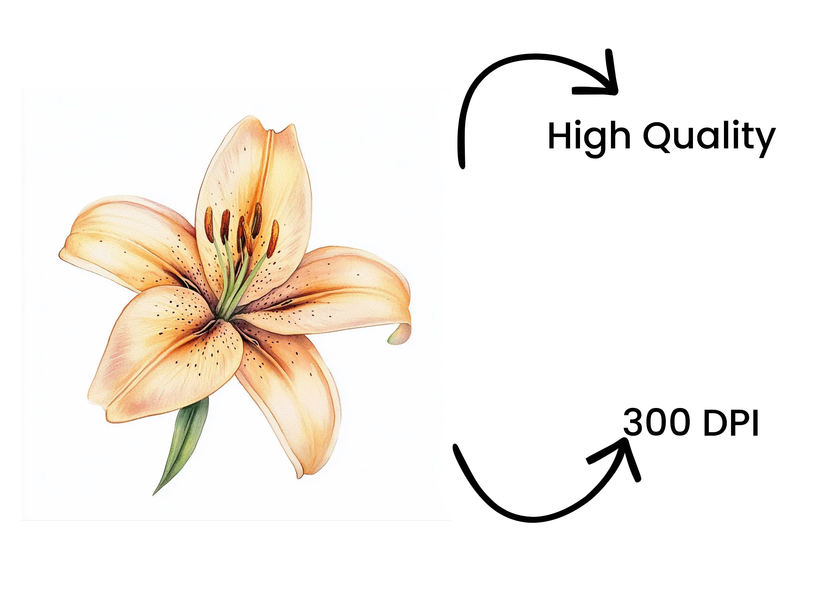 Elegant Lily Flower Clipart Bundle - Image 4