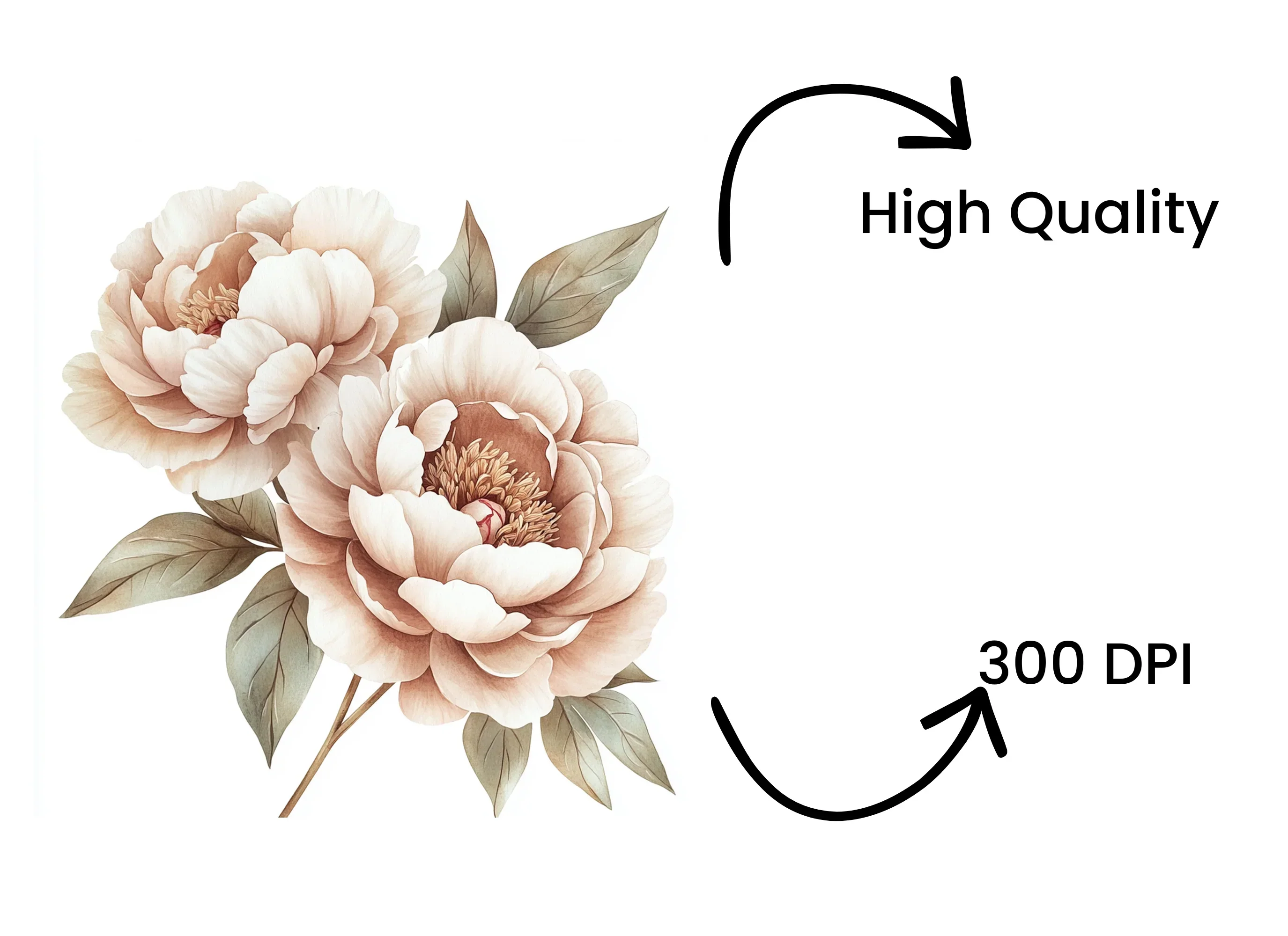 Elegant Peony Flower Clipart Bundle - Image 4
