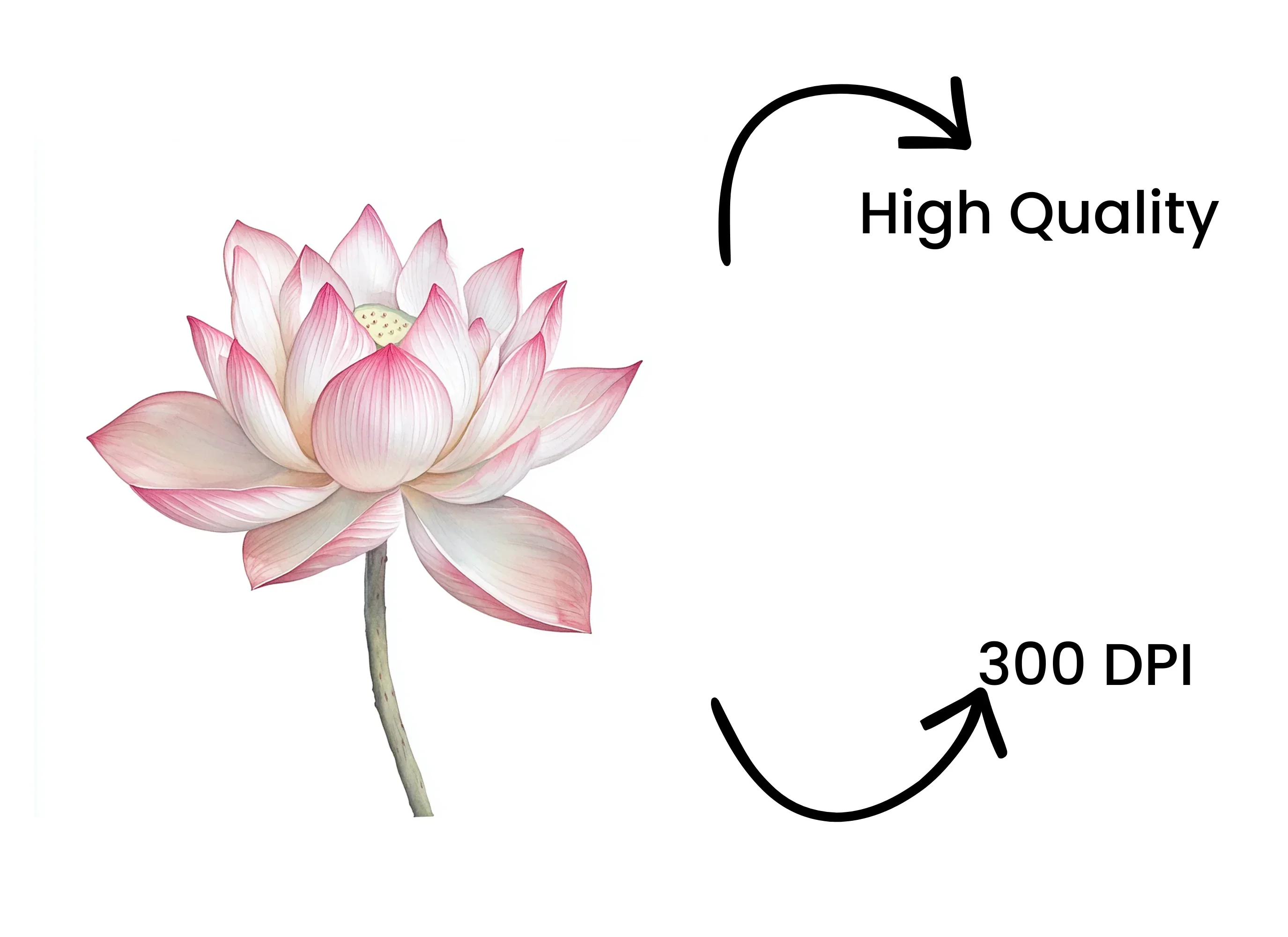 Elegant Pink Lotus Flower Clipart Bundle - Image 4