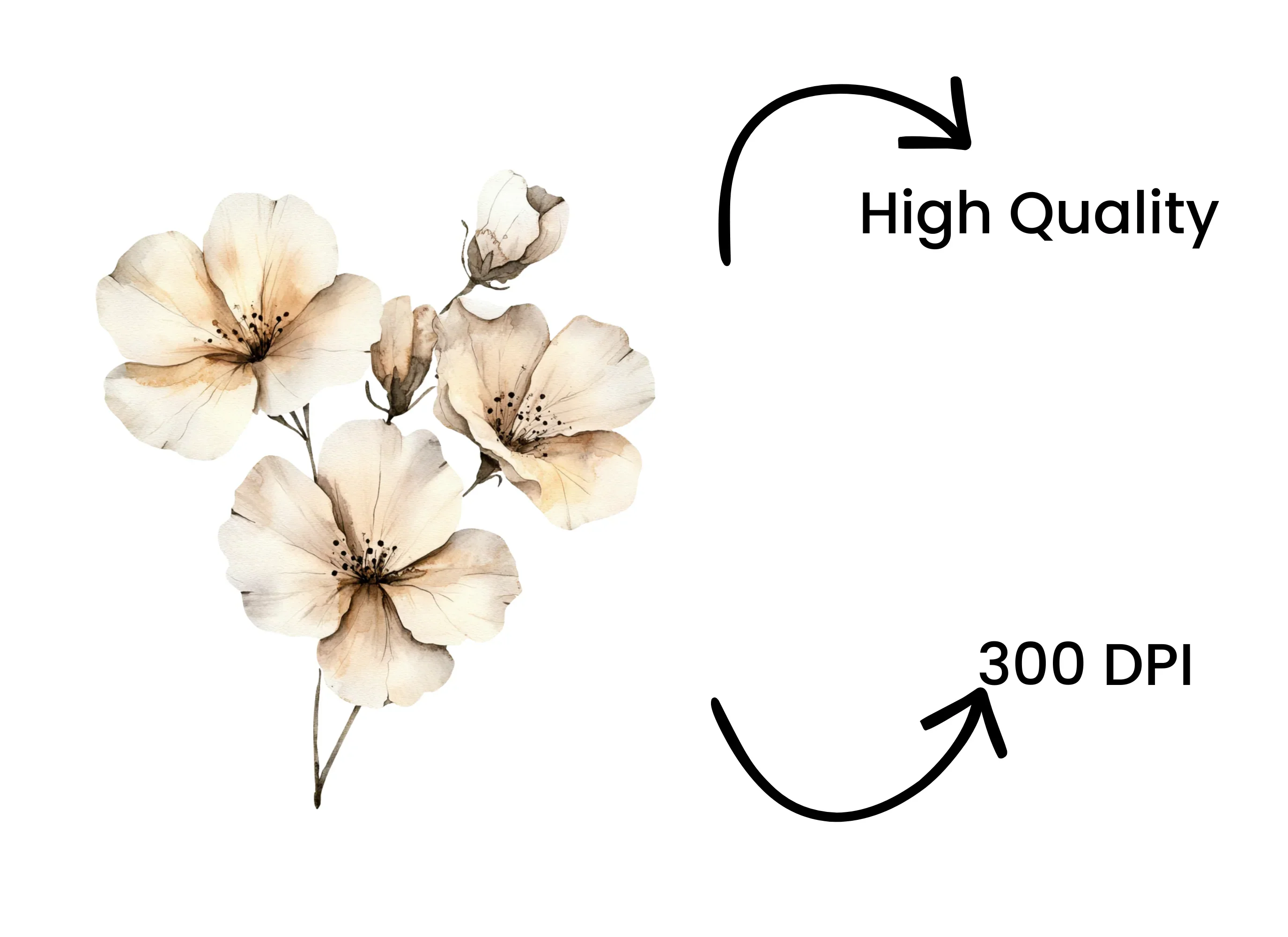 Elegant White Floral Clipart Bundle - Image 4