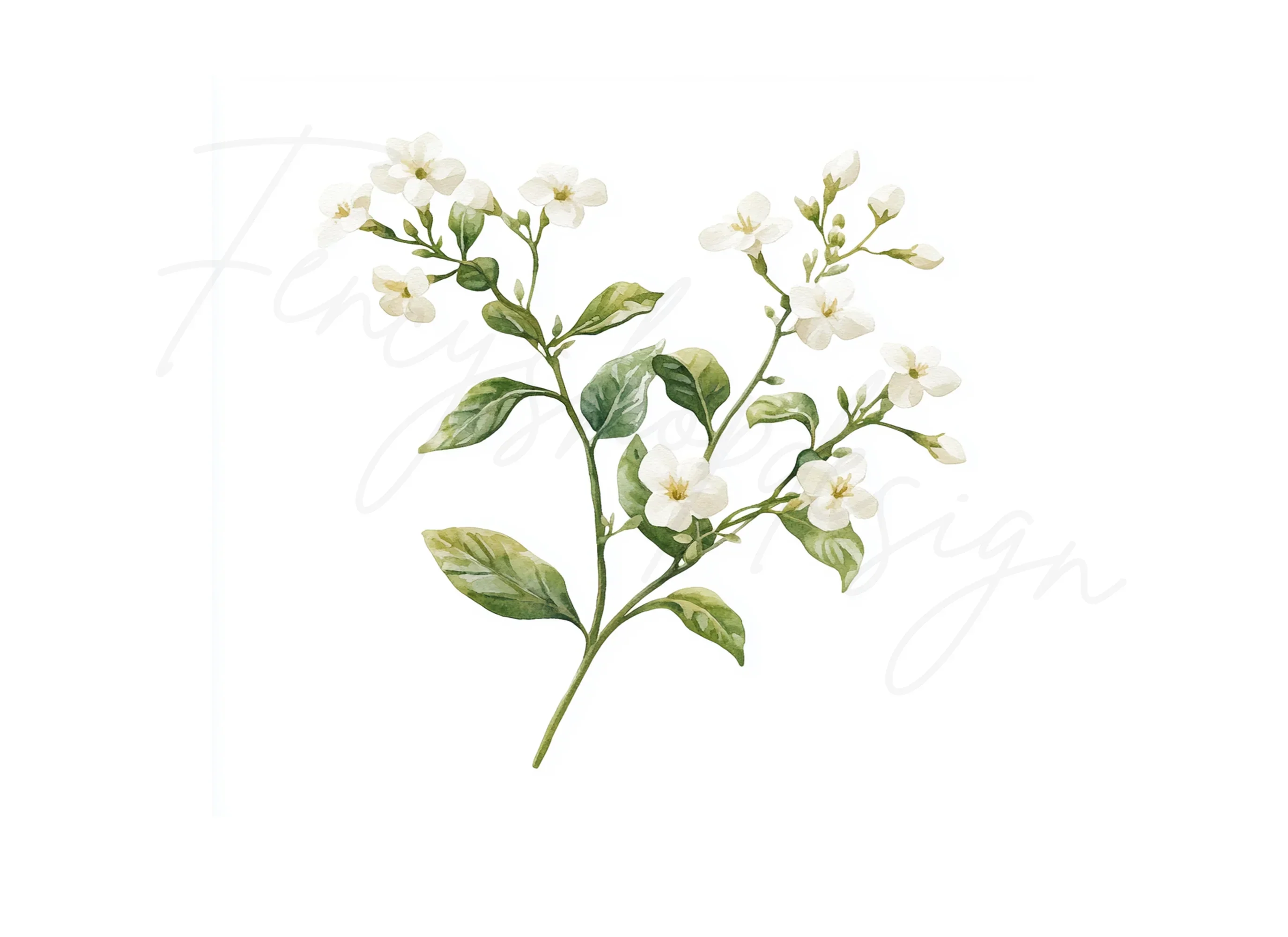 Elegant White Jasmine Floral Clipart Bundle - Image 3