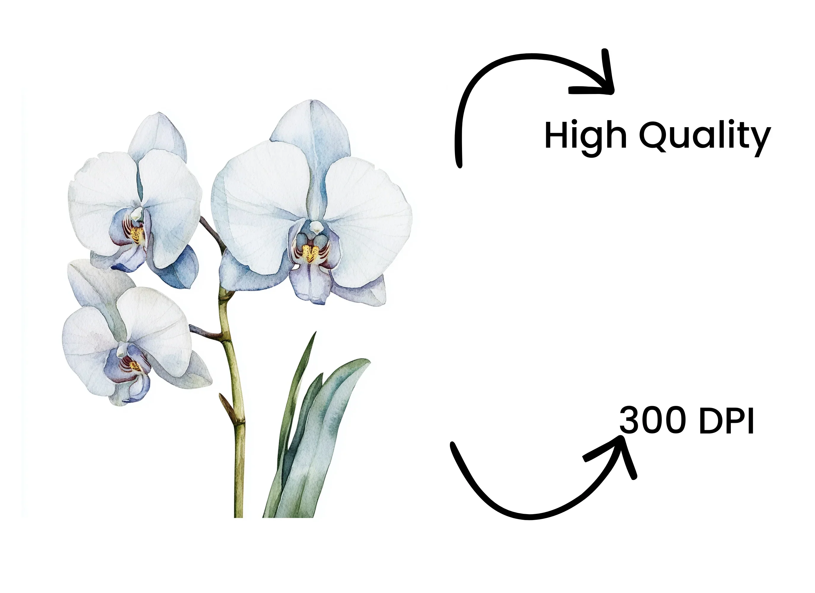 Elegant White Orchid Clipart Bundle - Image 4
