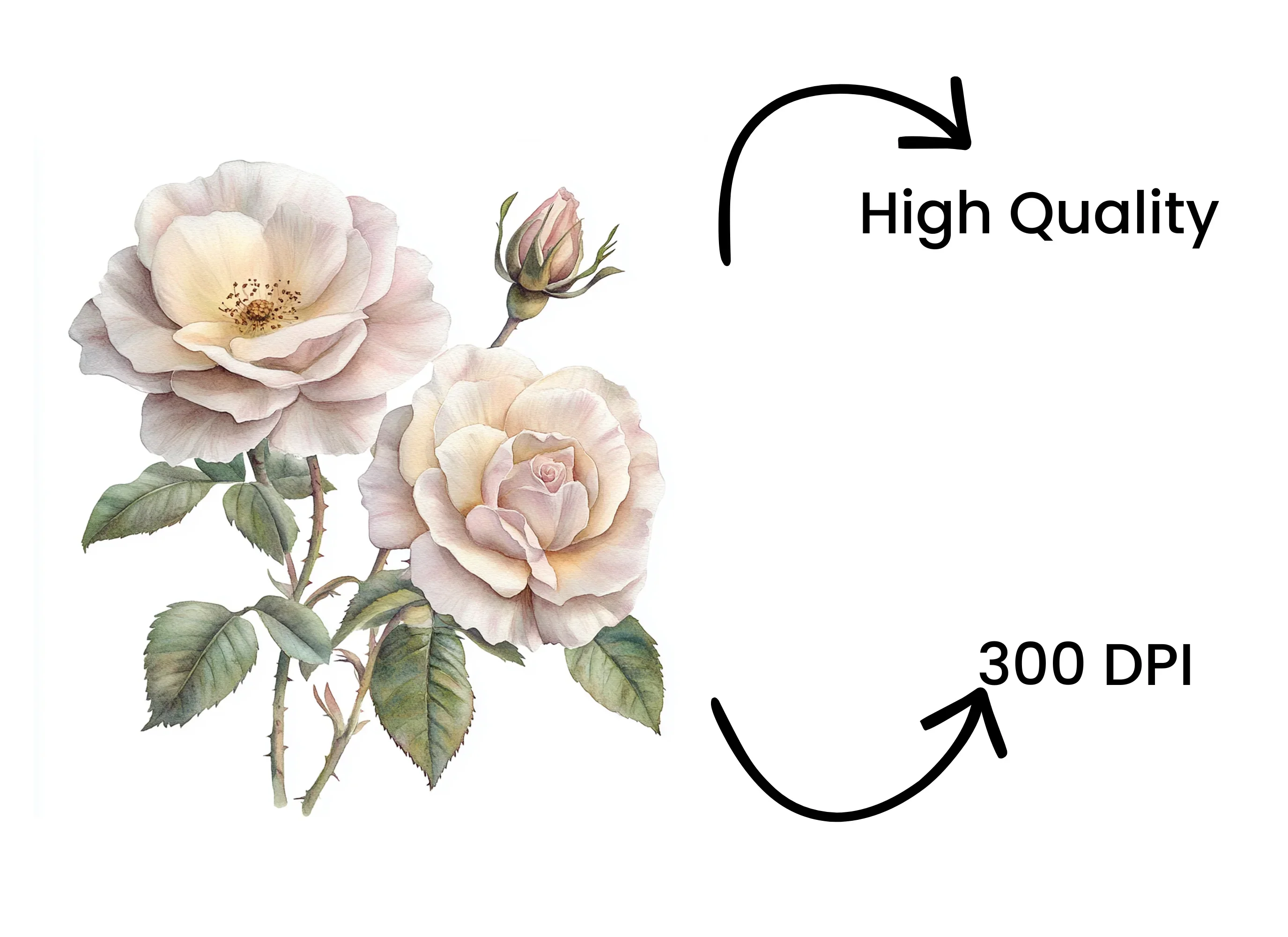 Elegant White Rose Clipart Bundle - Image 4