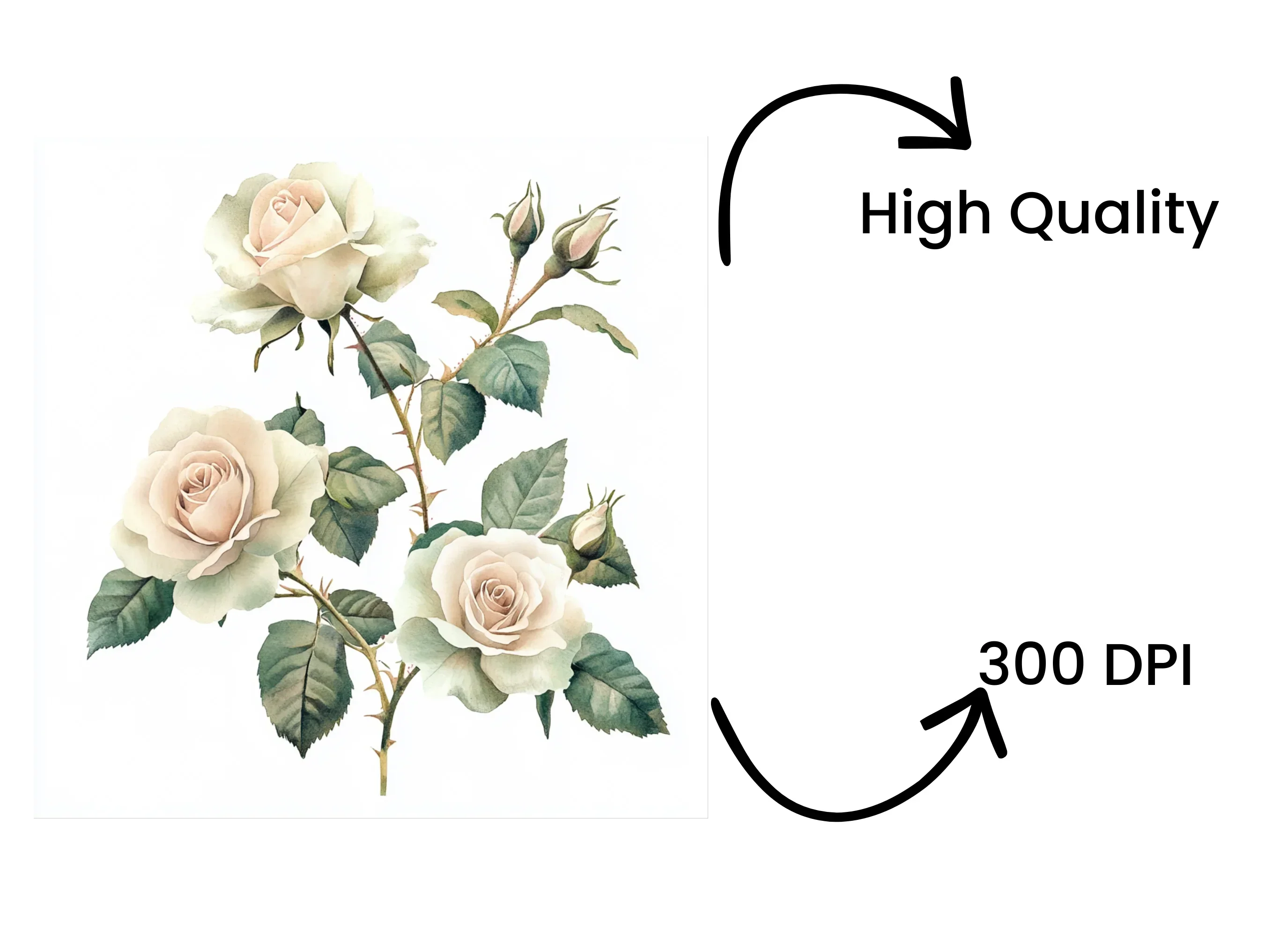 Elegant White Rose Clipart Bundle - Image 4