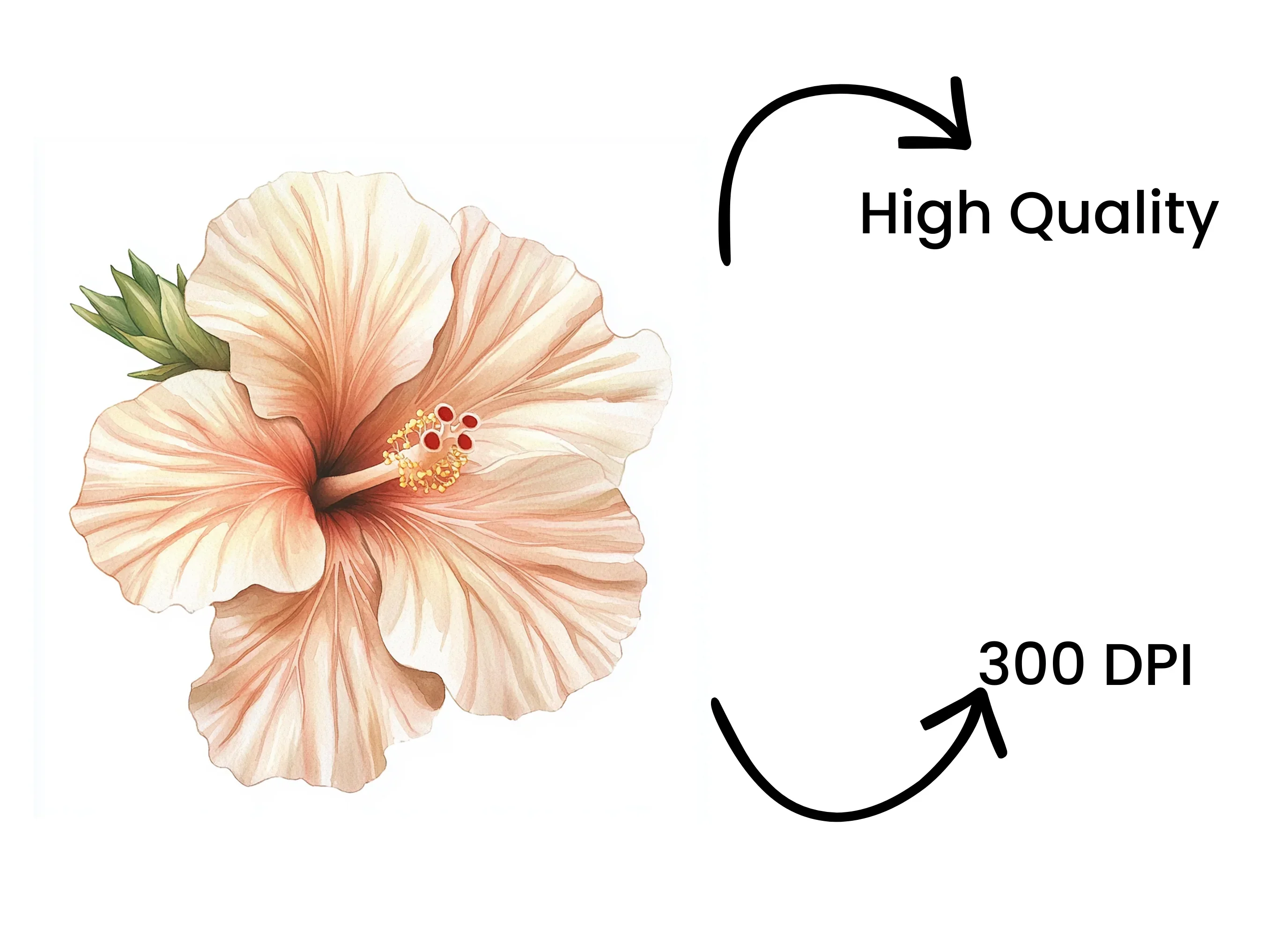 Exquisite Hibiscus Clipart Bundle - Image 4