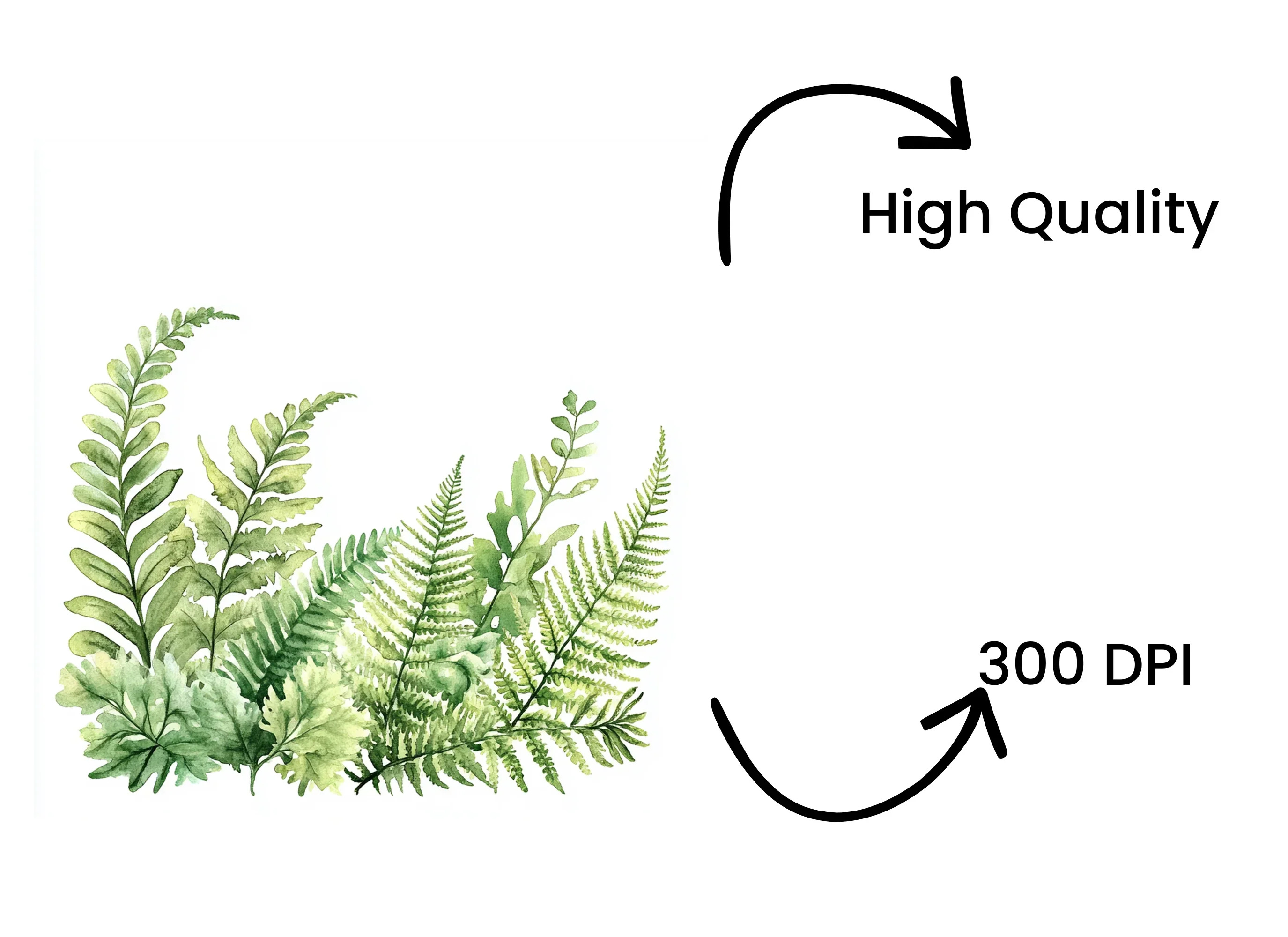 Fern Clipart Bundle - Image 4