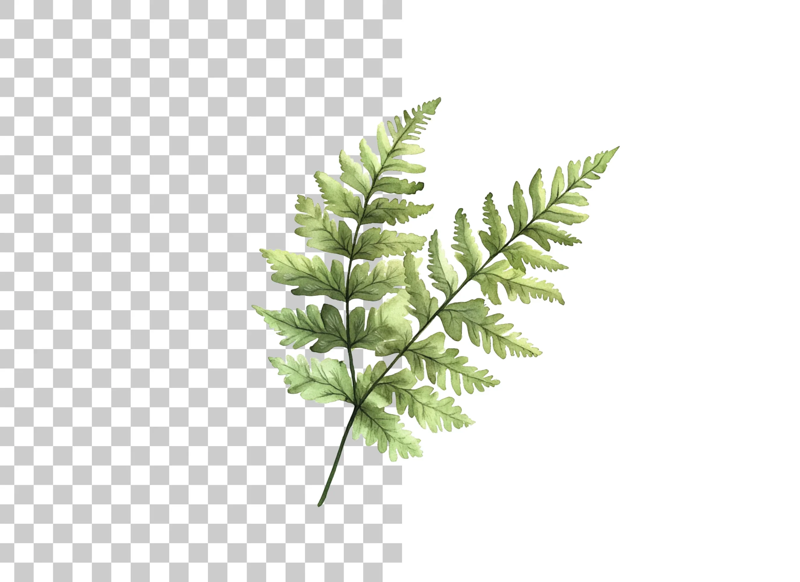 Fern Leaf Clipart Bundle - Image 2