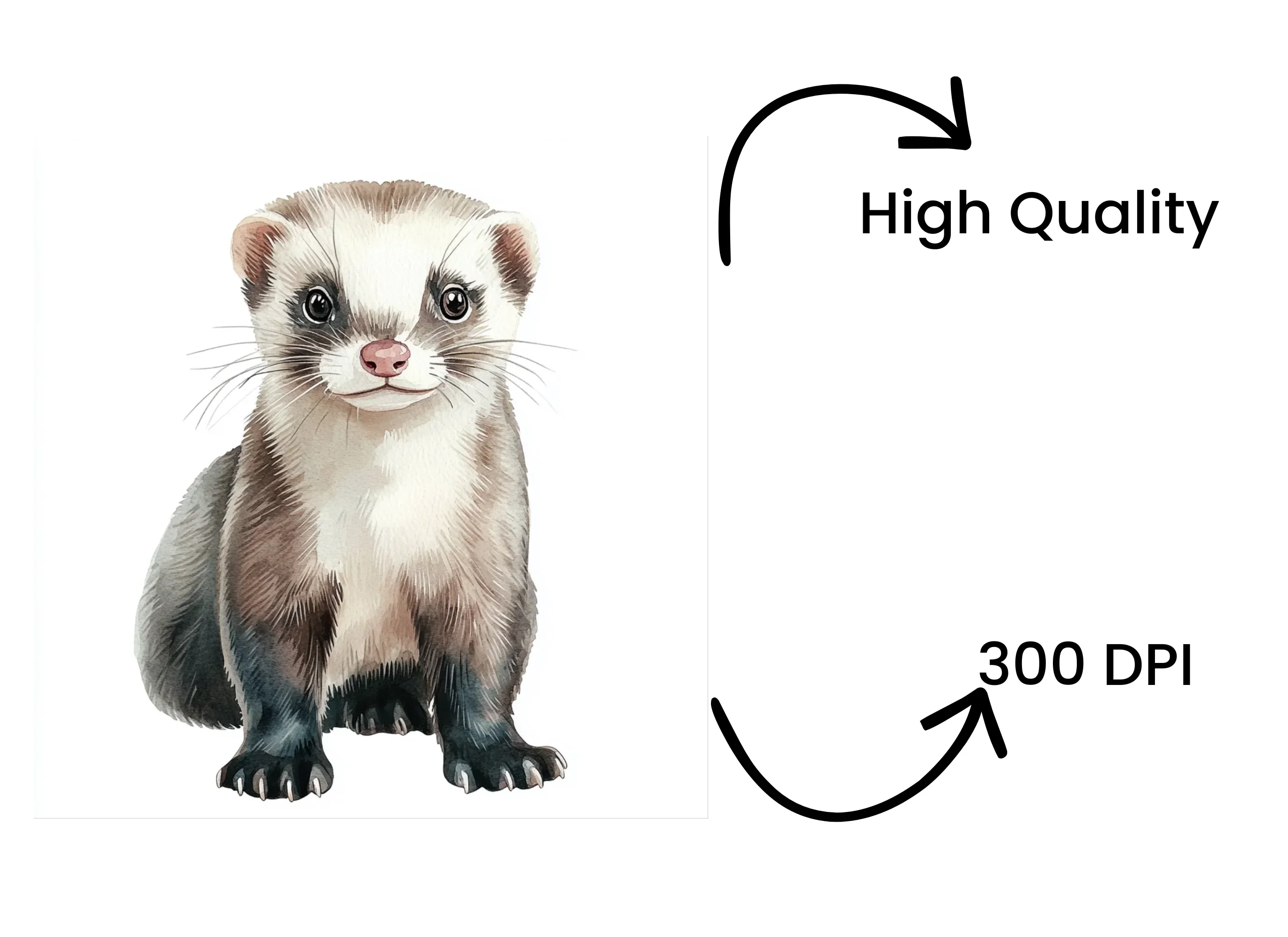 Ferret Illustrations Clipart Bundle - Image 4