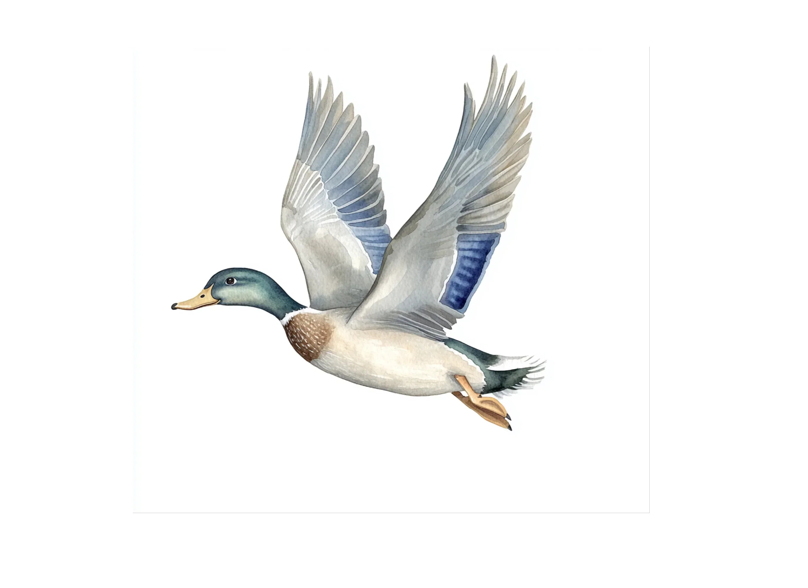 Flying Mallard Duck Clipart Bundle - Image 2