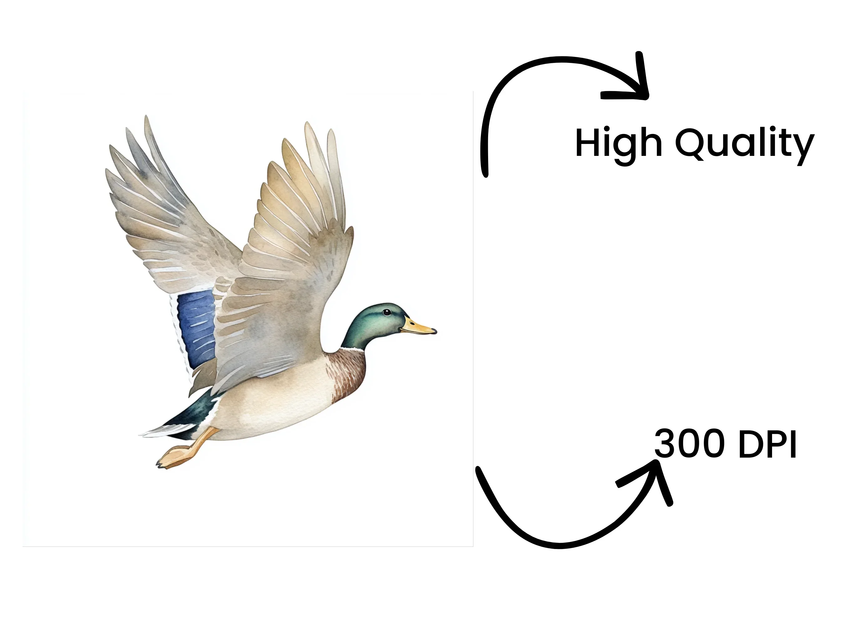 Flying Mallard Duck Clipart Bundle - Image 4