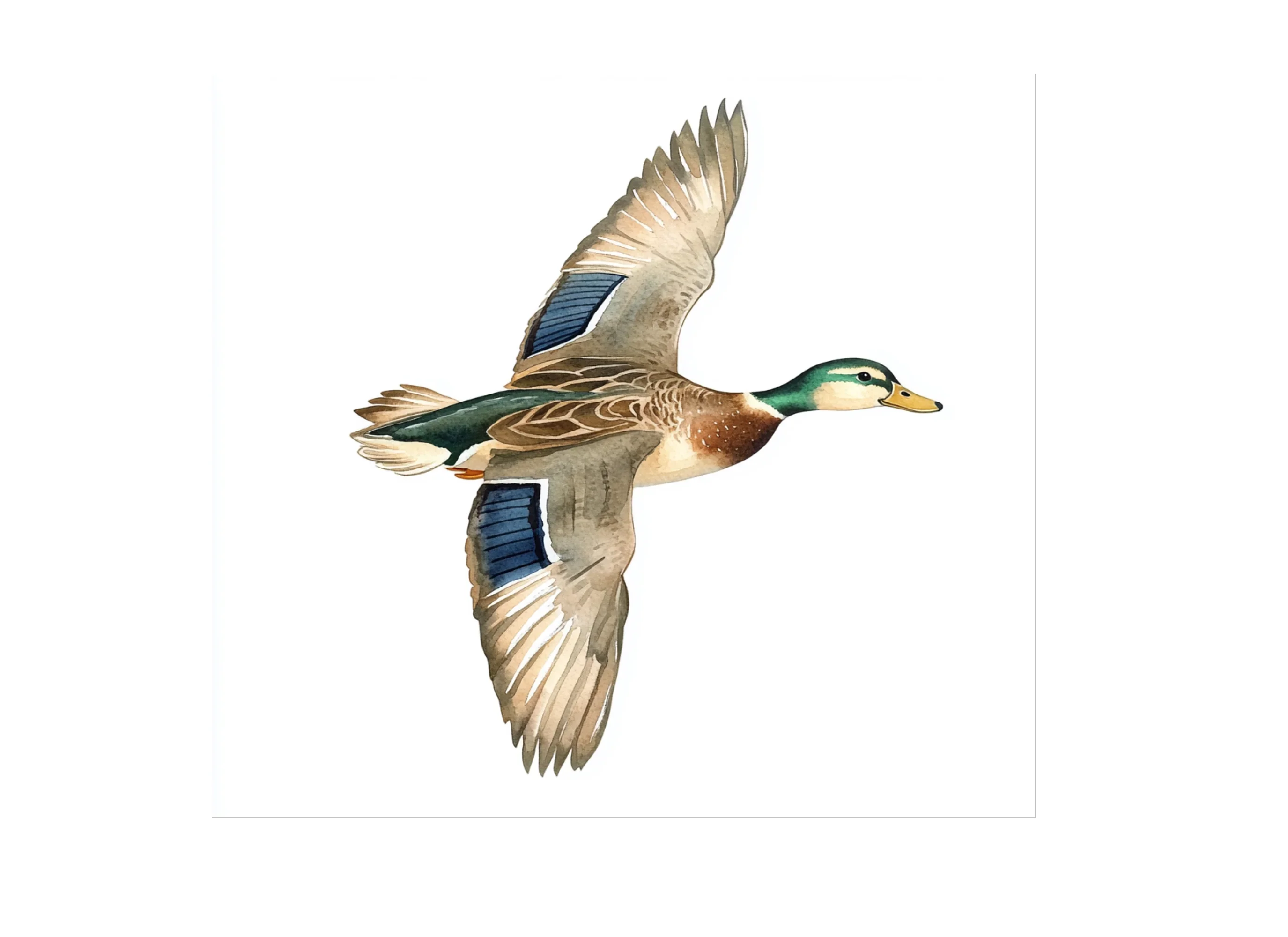 Flying Mallard Duck Clipart Bundle - Image 2