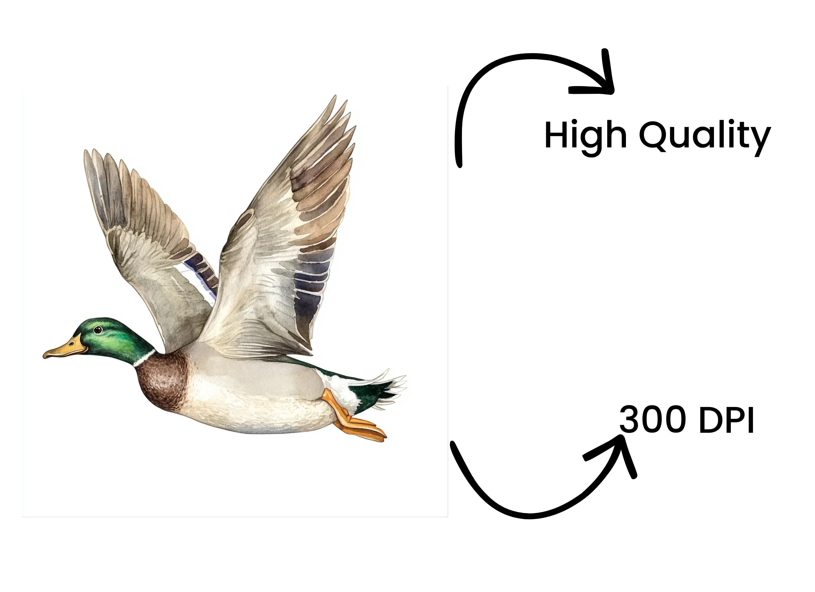 Flying Mallard Ducks Clipart Bundle - Image 4