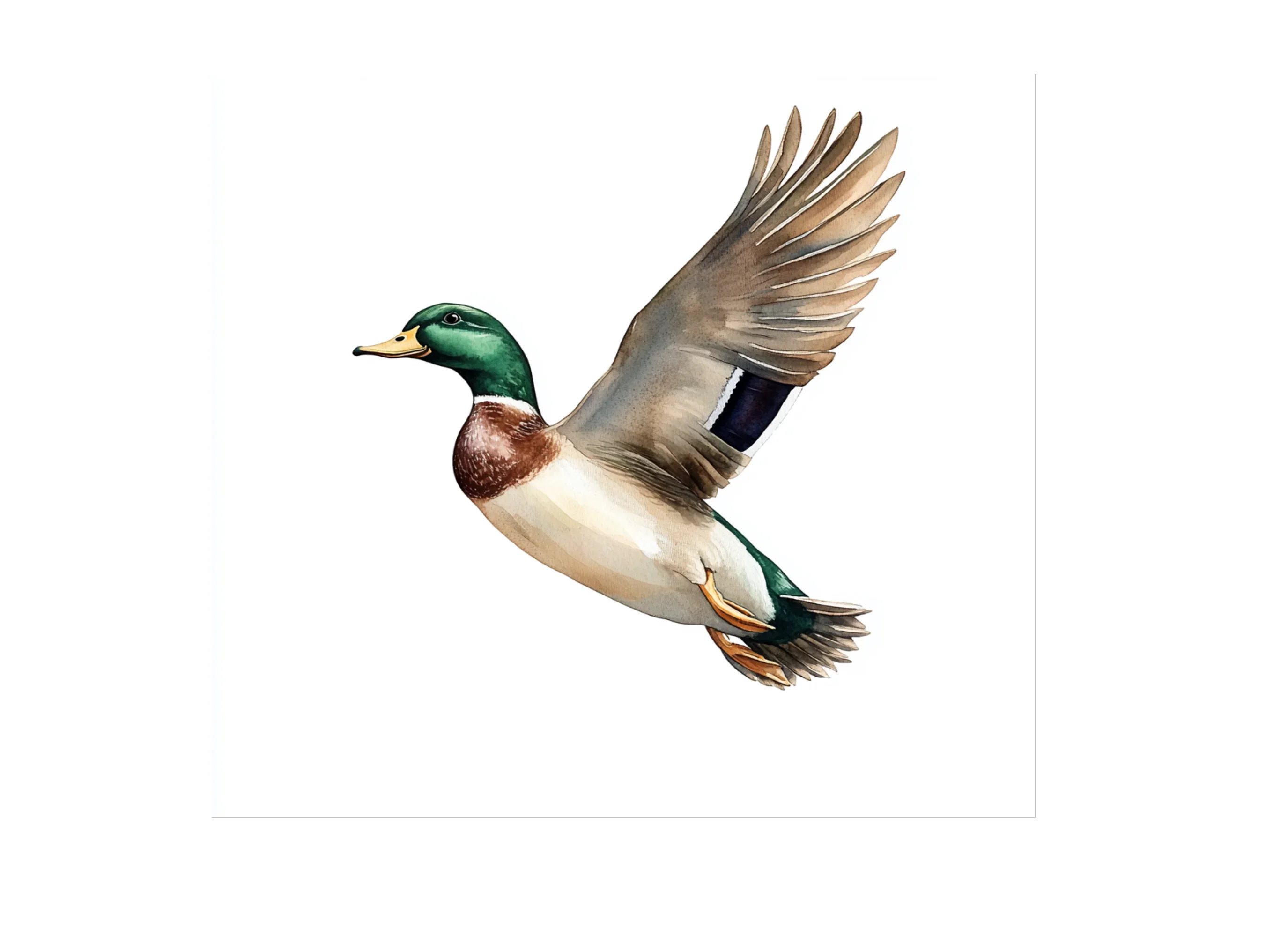 Flying Mallard Ducks Clipart Bundle - Image 2
