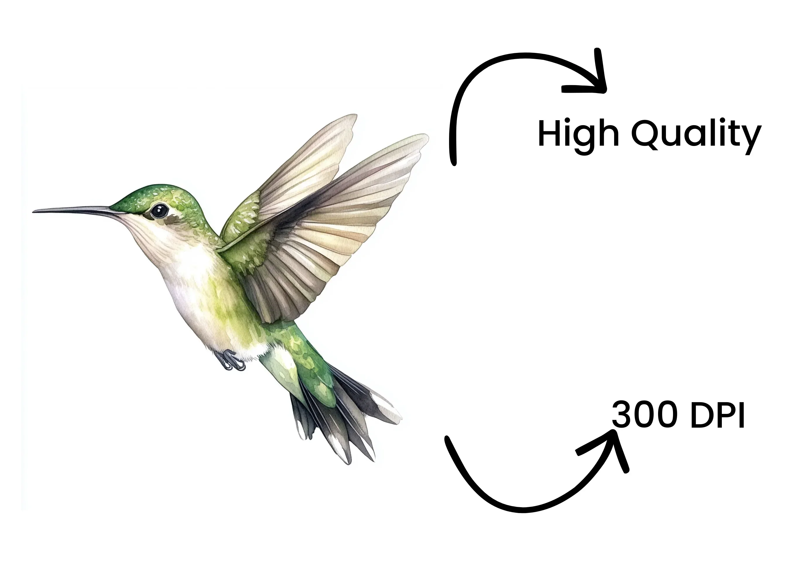 Graceful Hummingbirds Clipart Bundle - Image 4