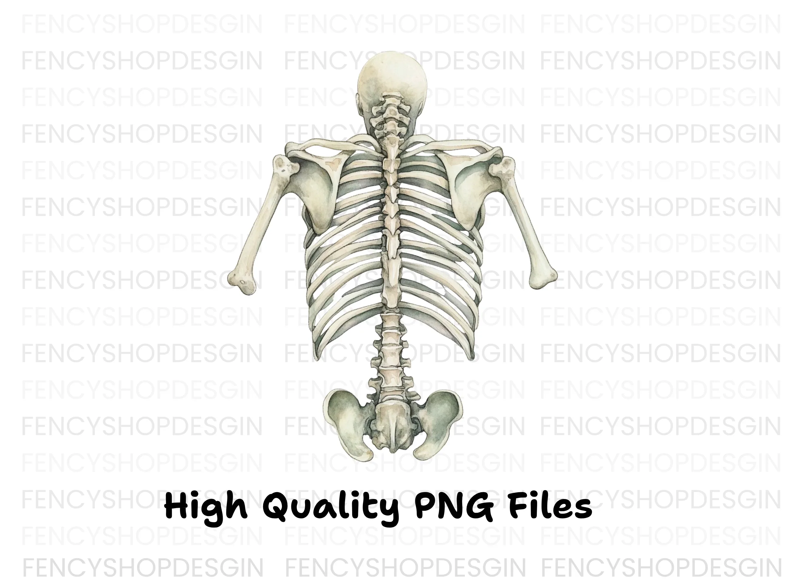 Human Torso Skeleton Back View Clipart Bundle - Image 2
