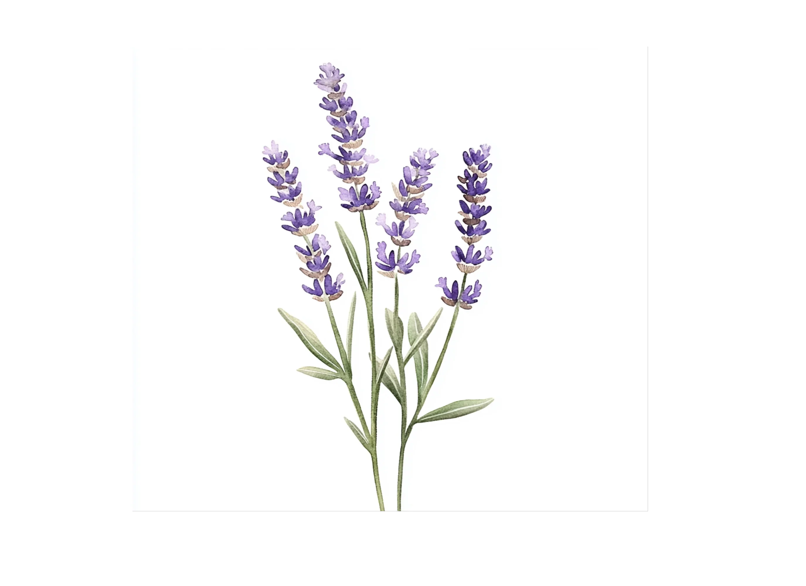 Lavender Clipart Bundle - Image 3