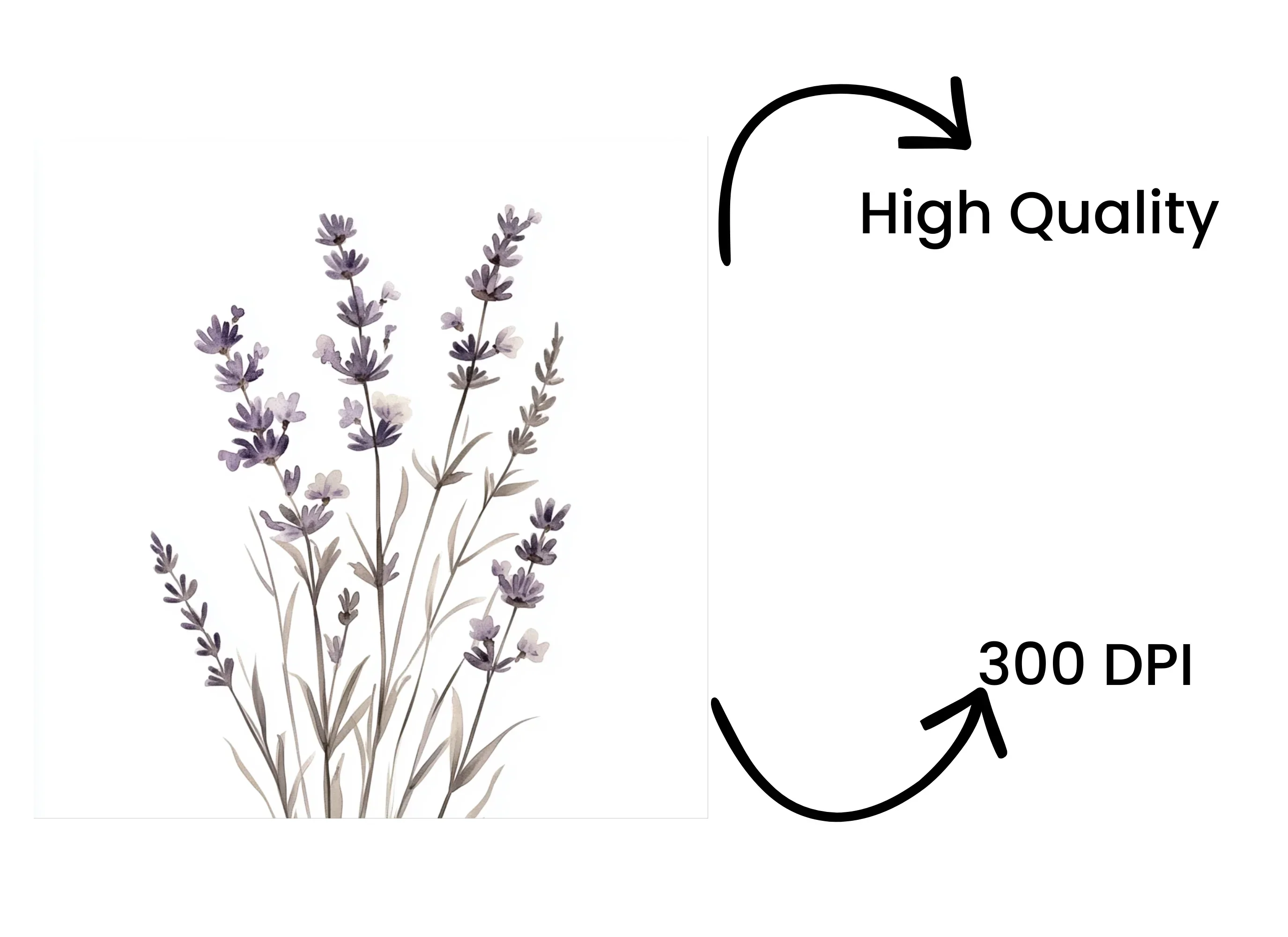 Lavender Clipart Bundle - Image 4