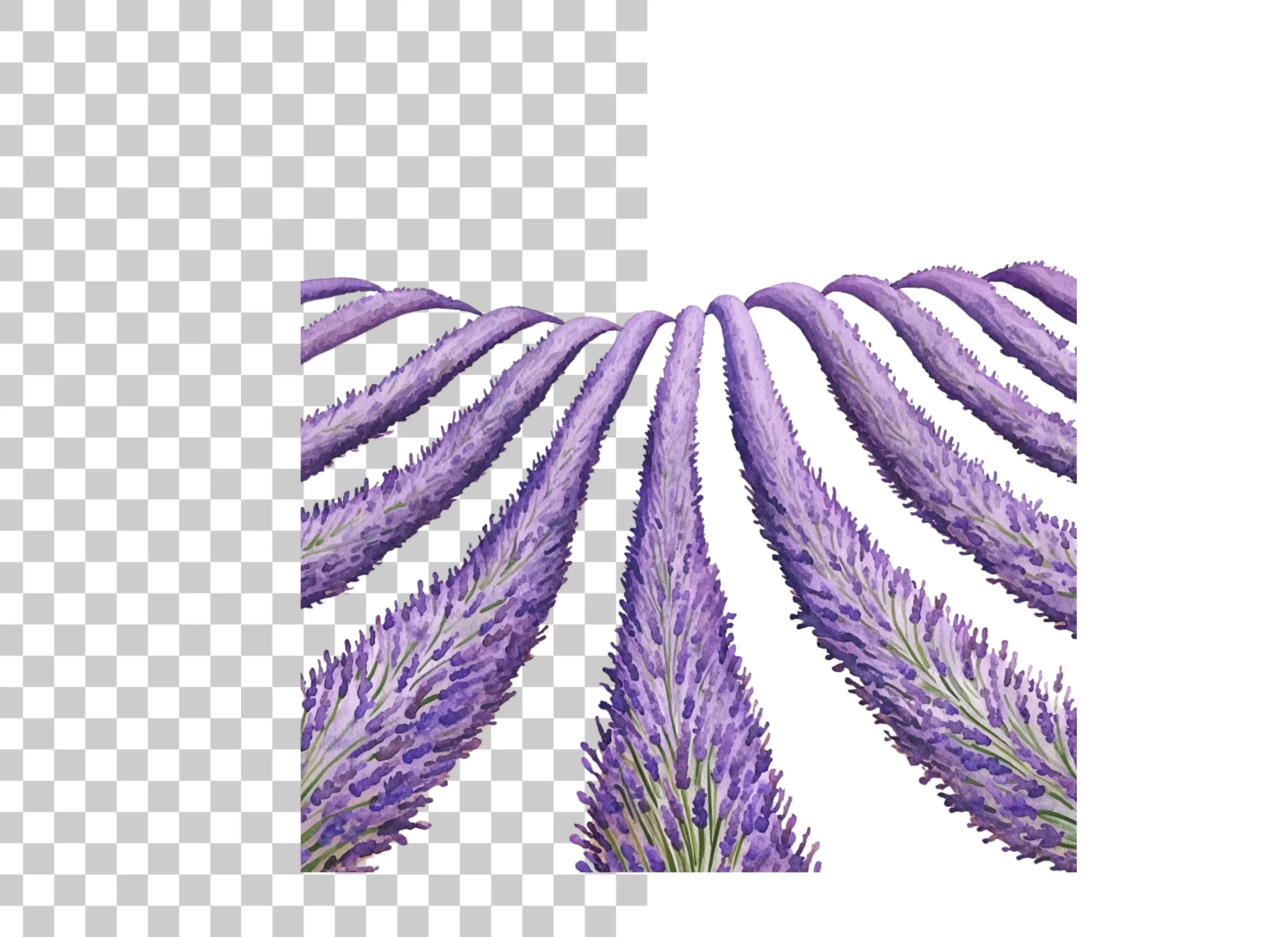 Lavender Field Clipart Bundle - Image 3
