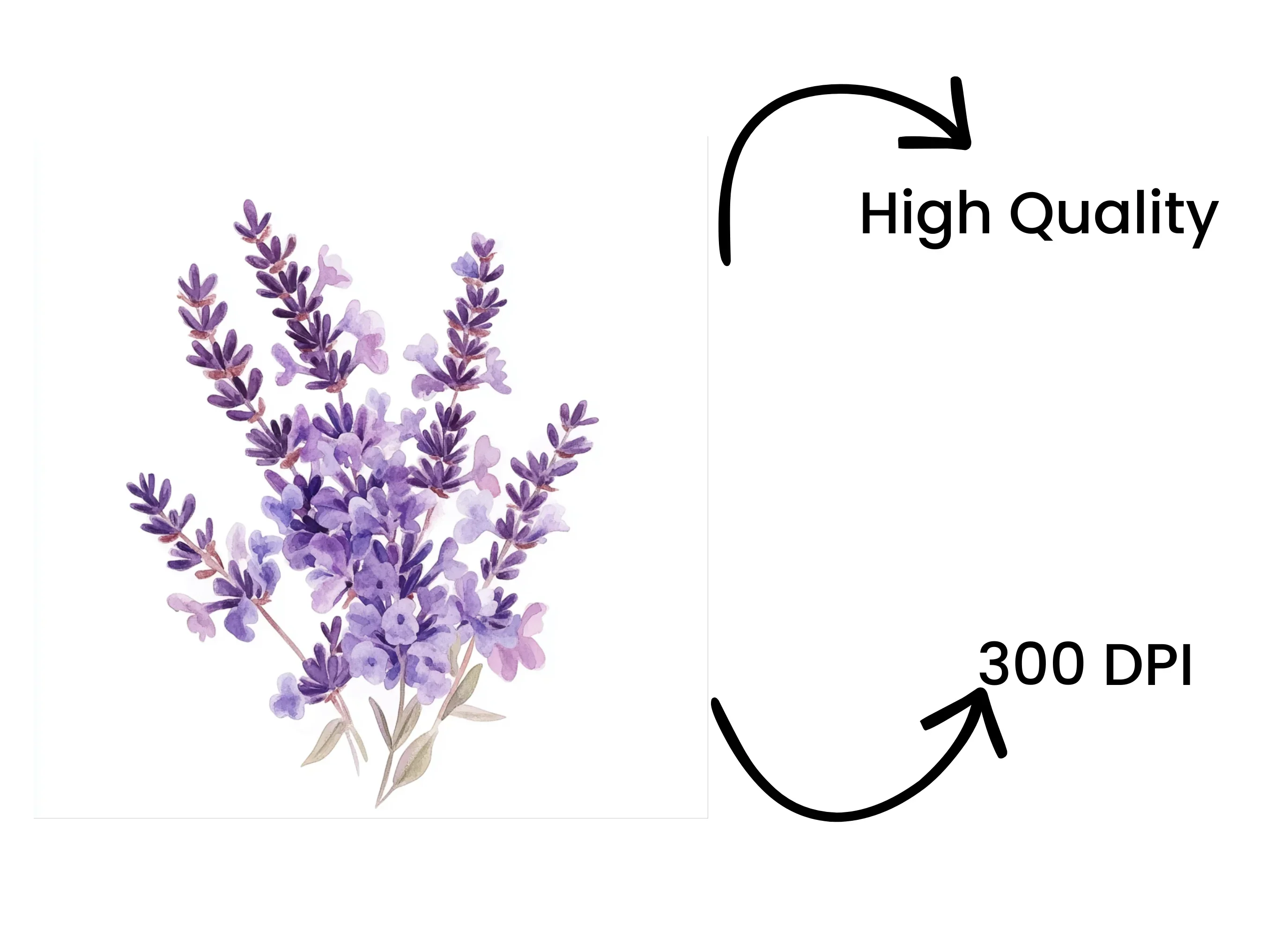 Lavender Flower Clipart Bundle - Image 4