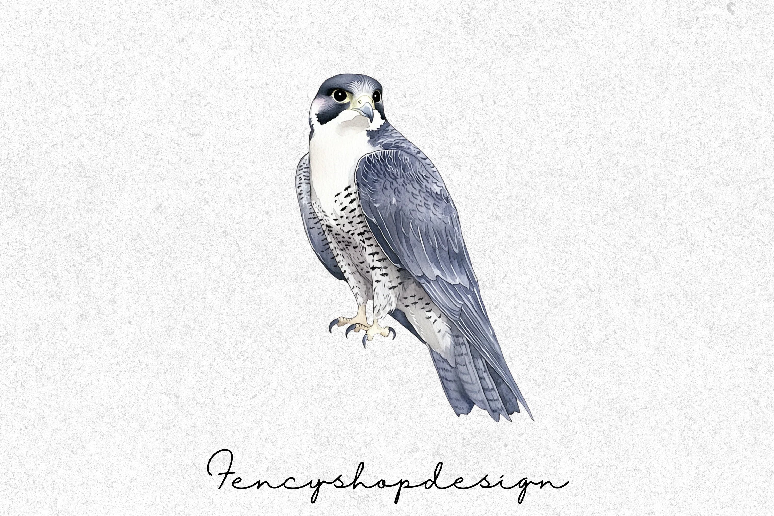 Majestic Falcon Clipart Bundle - Image 3