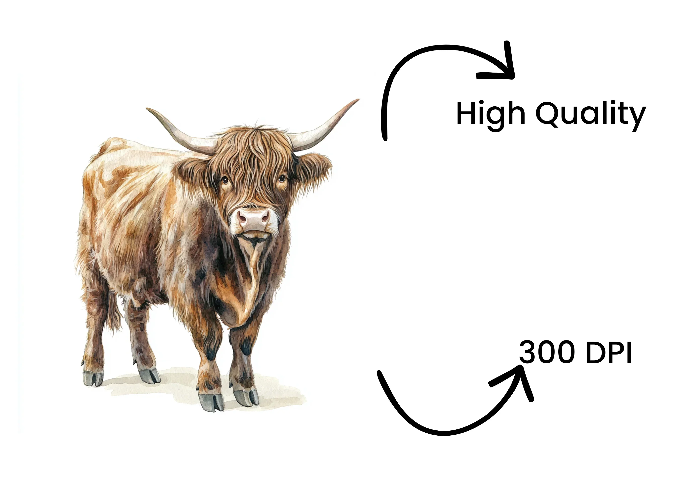 Majestic Highland Cattle Clipart Bundle - Image 4