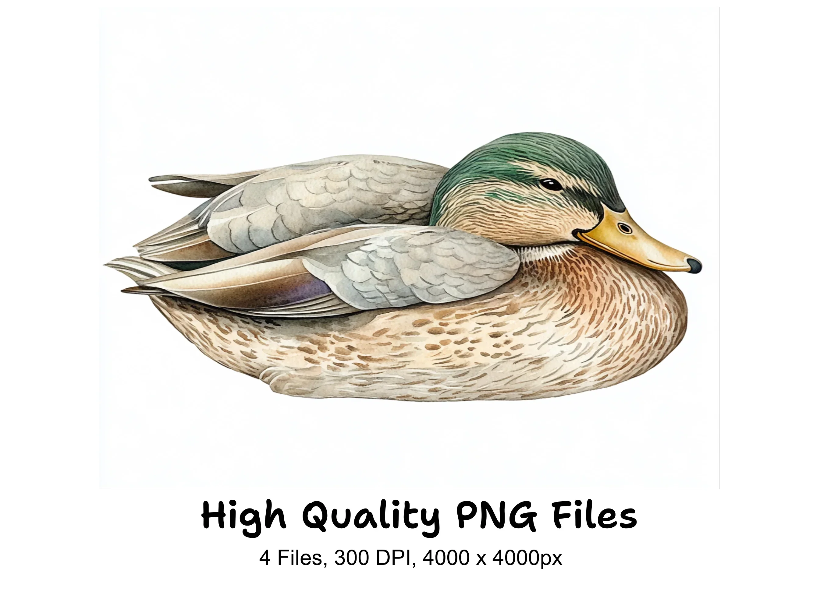 Mallard Duck Clipart Bundle