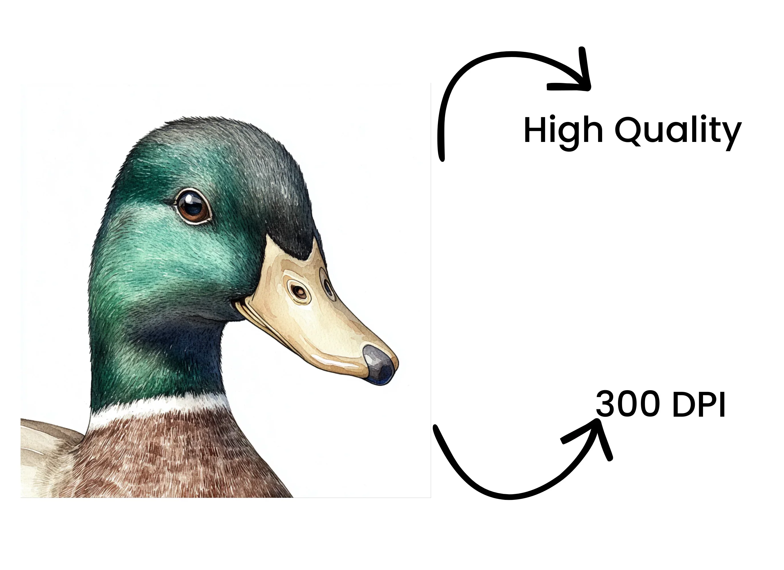Mallard Duck Head Clipart Bundle - Image 4