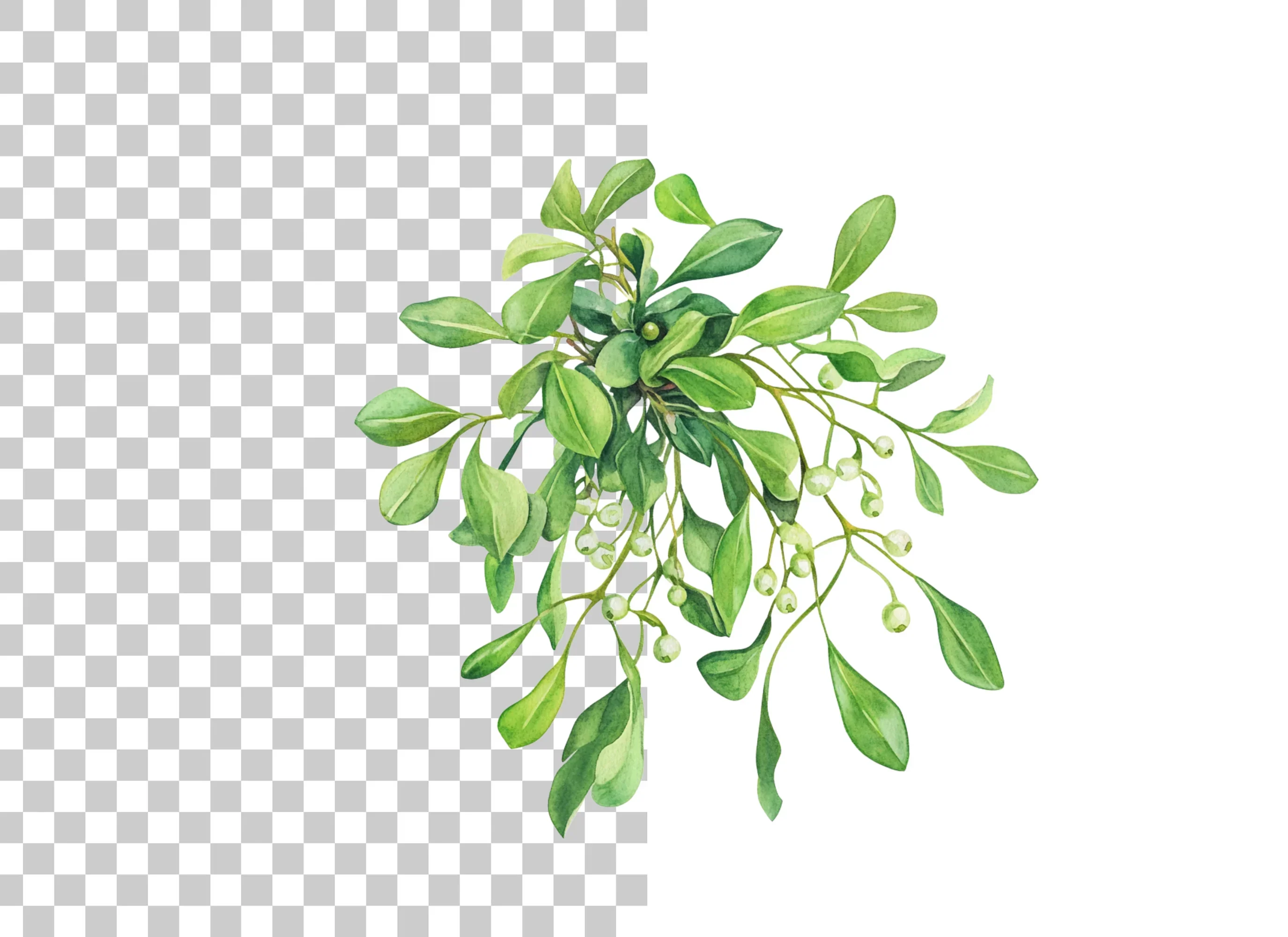 Mistletoe Clipart Bundle - Image 6