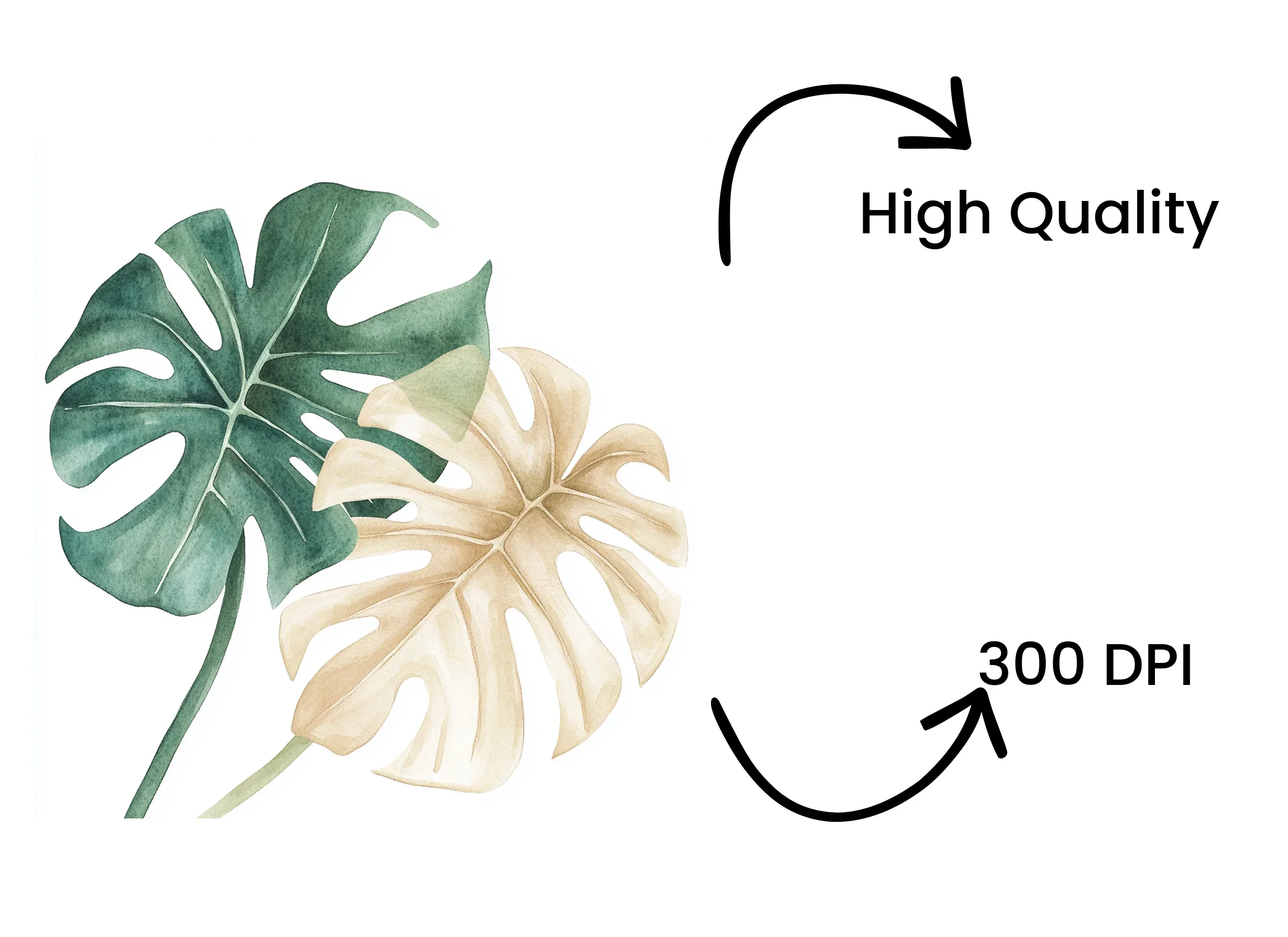 Monstera Leaves Clipart Bundle - Image 4