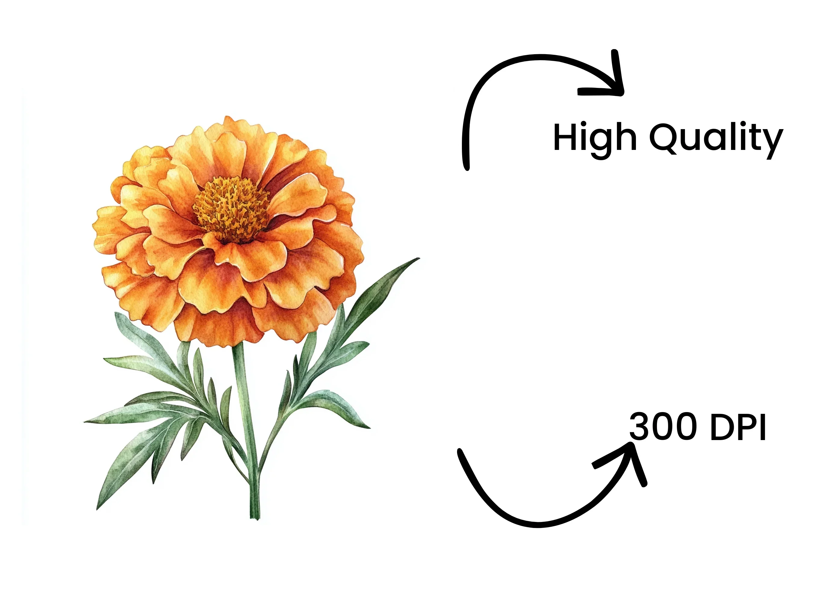 Orange Marigold Designs Clipart Bundle - Image 4