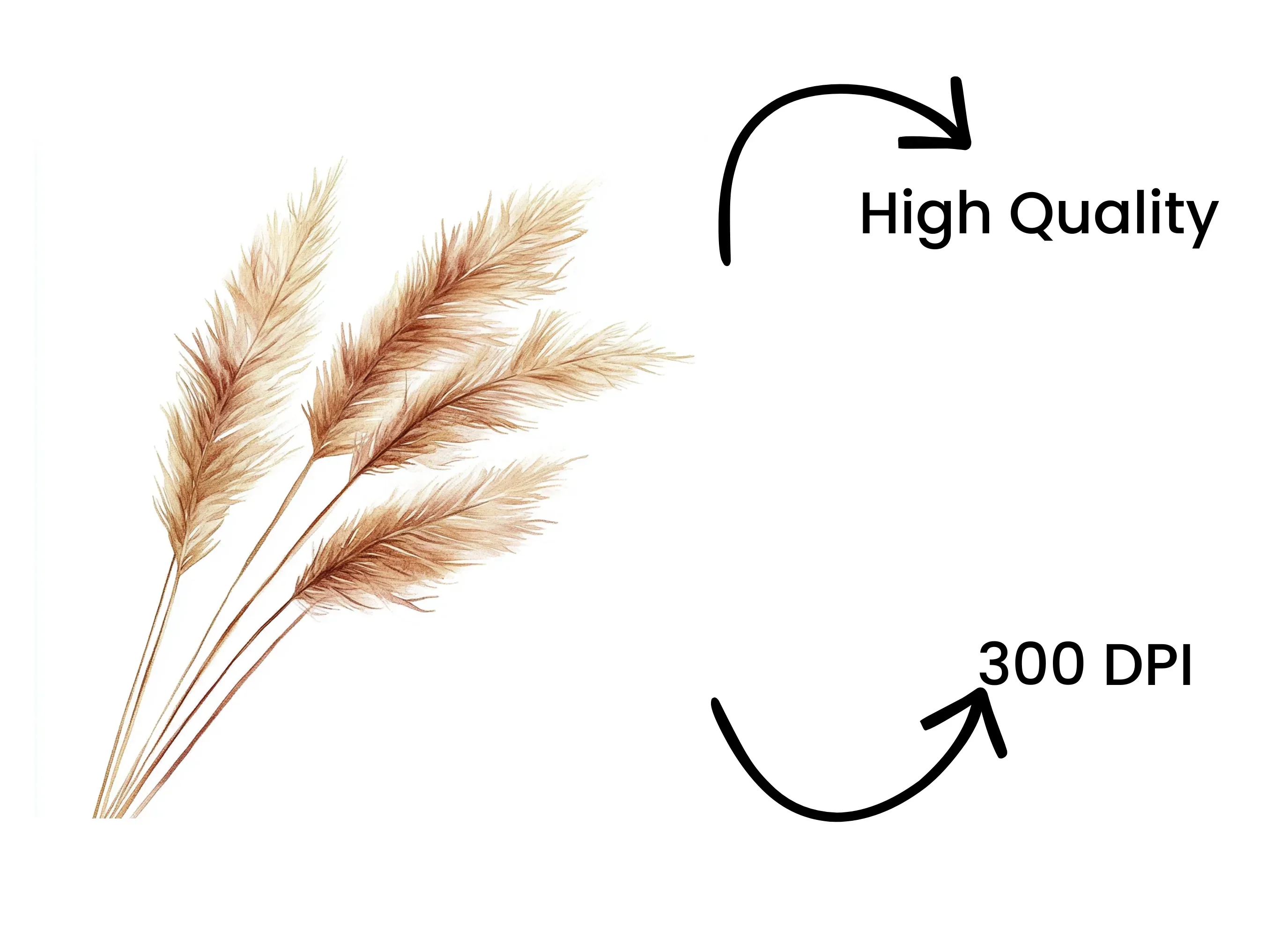 Pampas Grass Clipart Bundle - Image 4