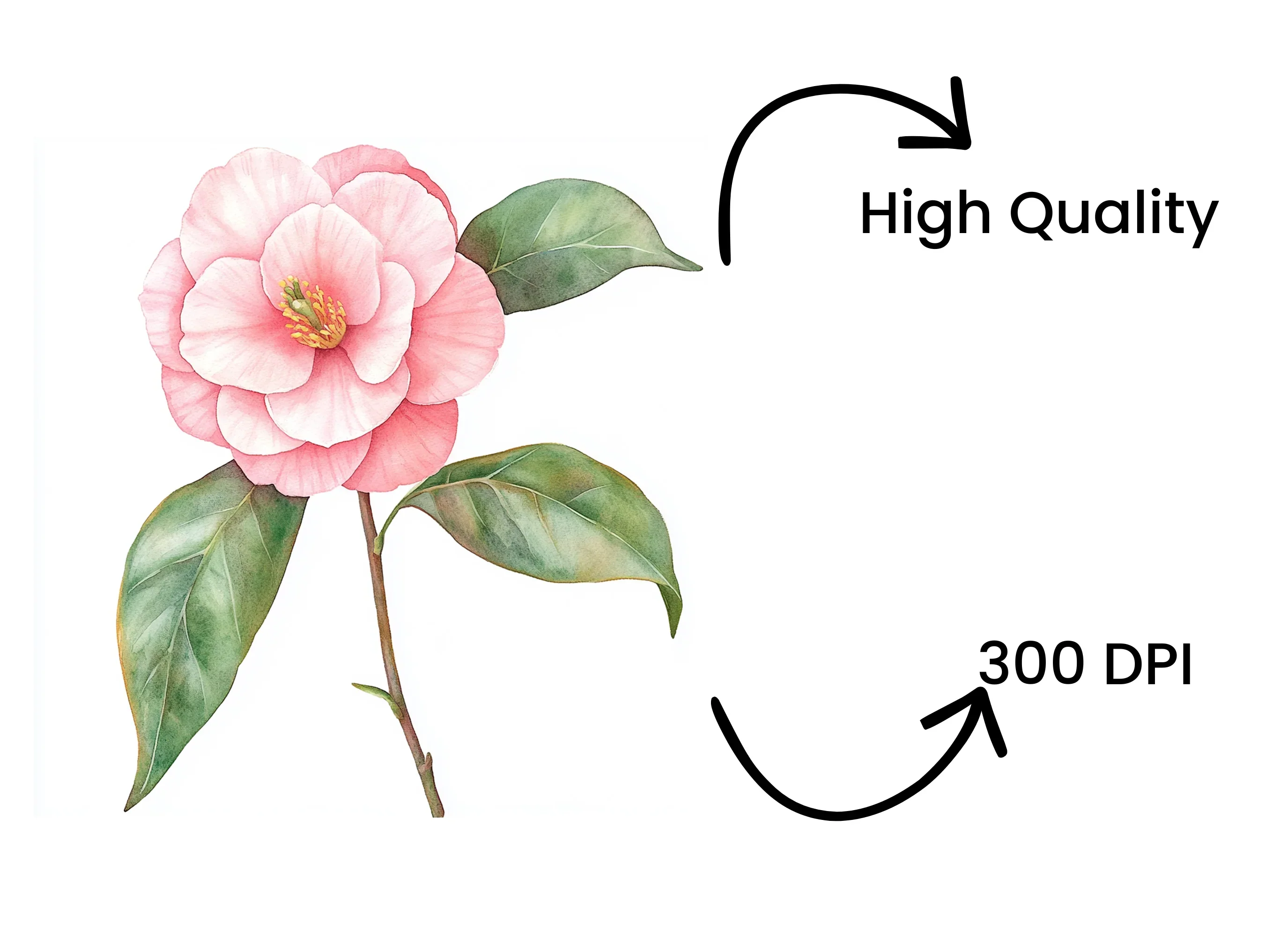 Pink Camellia Flower Clipart Bundle - Image 4